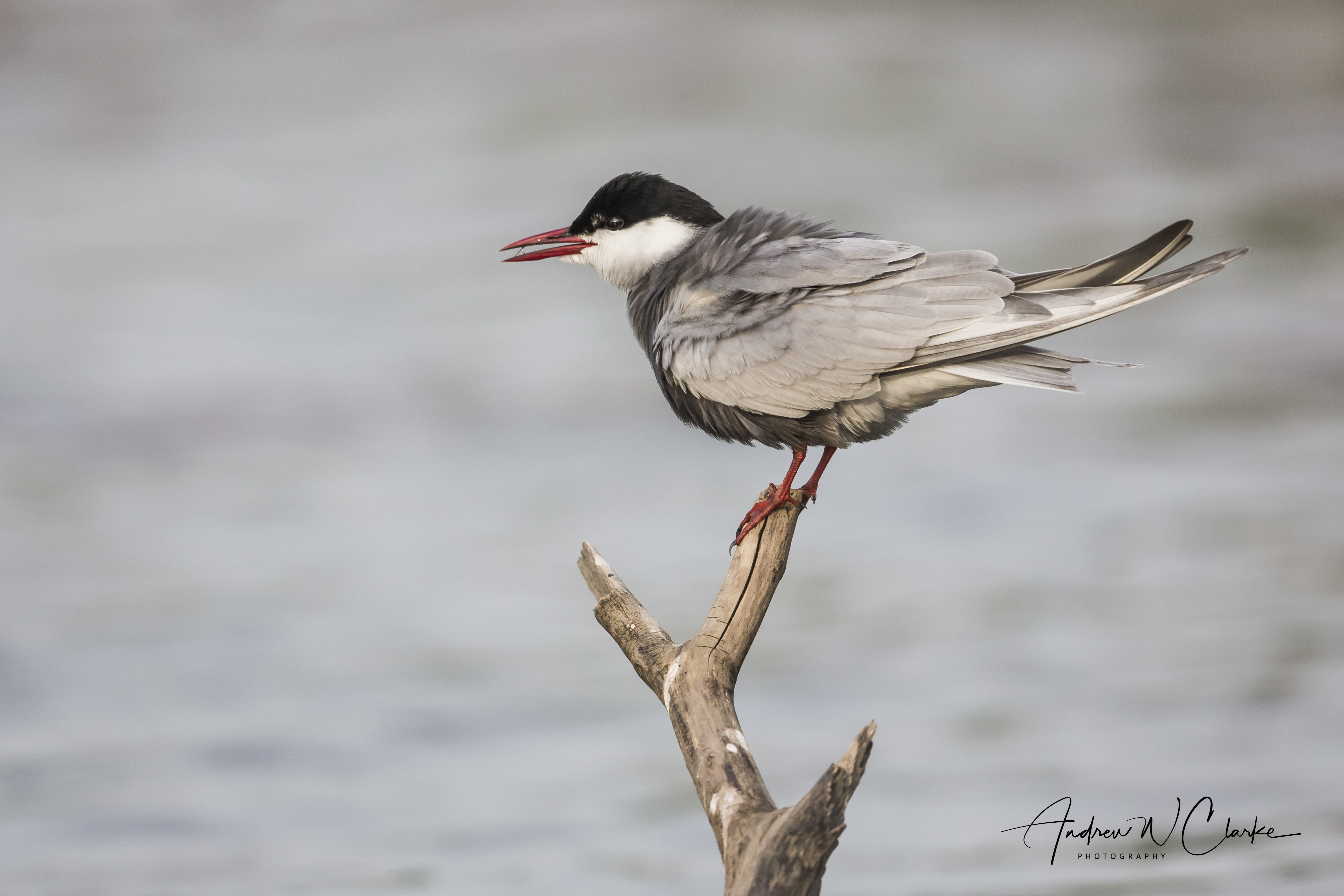 Whiskered Tern