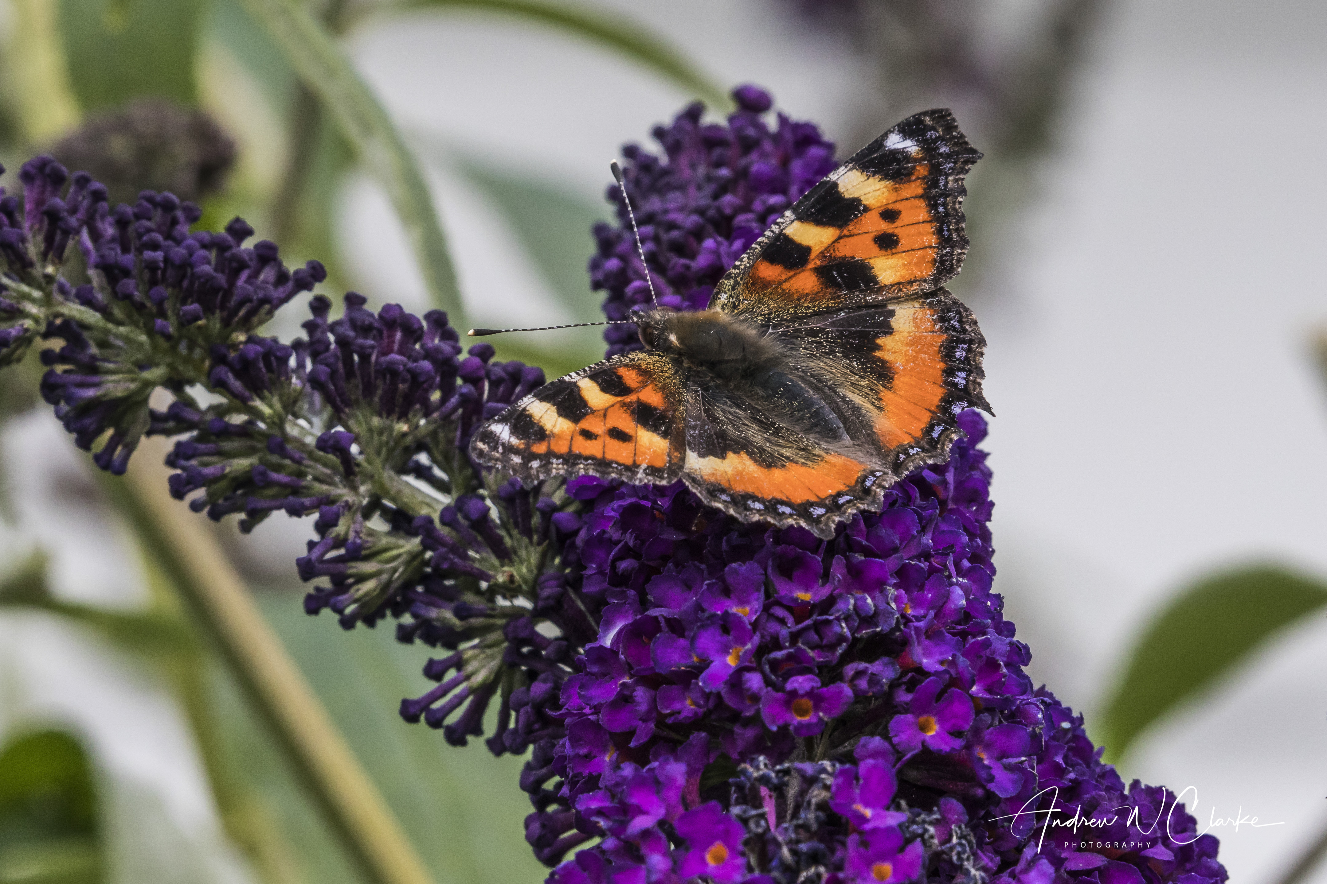 Small Tortoiseshell