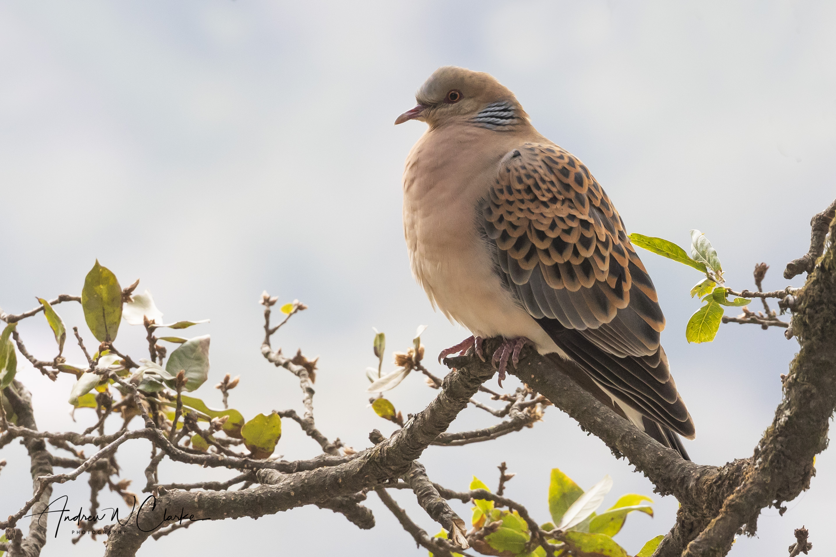 Oriental Turtle Dove
