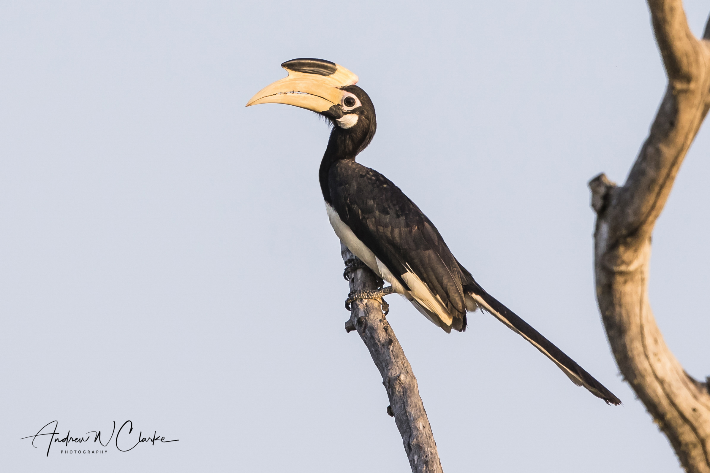 Malabar Pied Hornbill