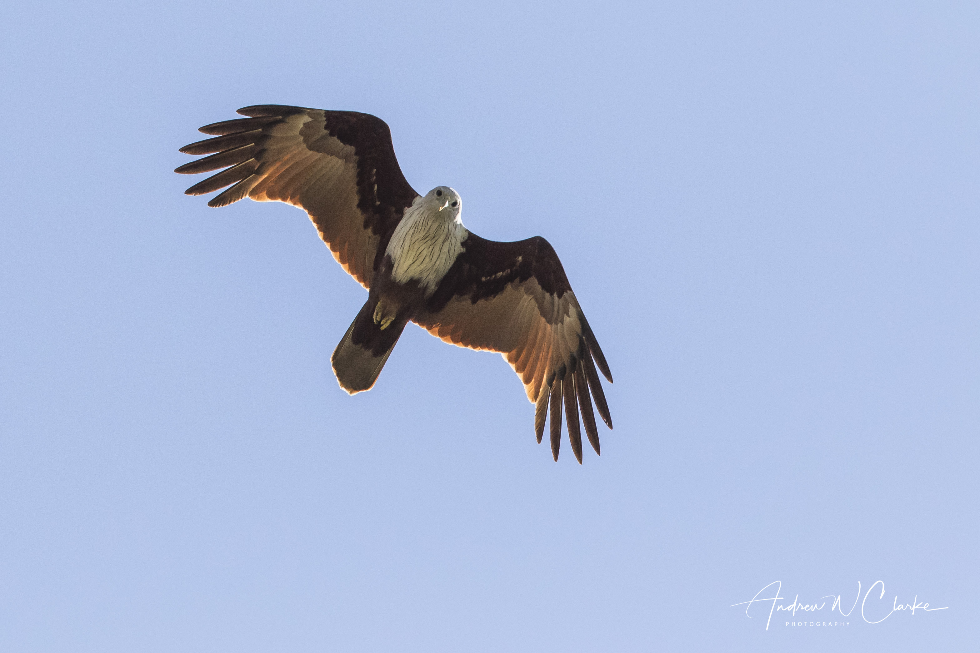 Brahimy Kite