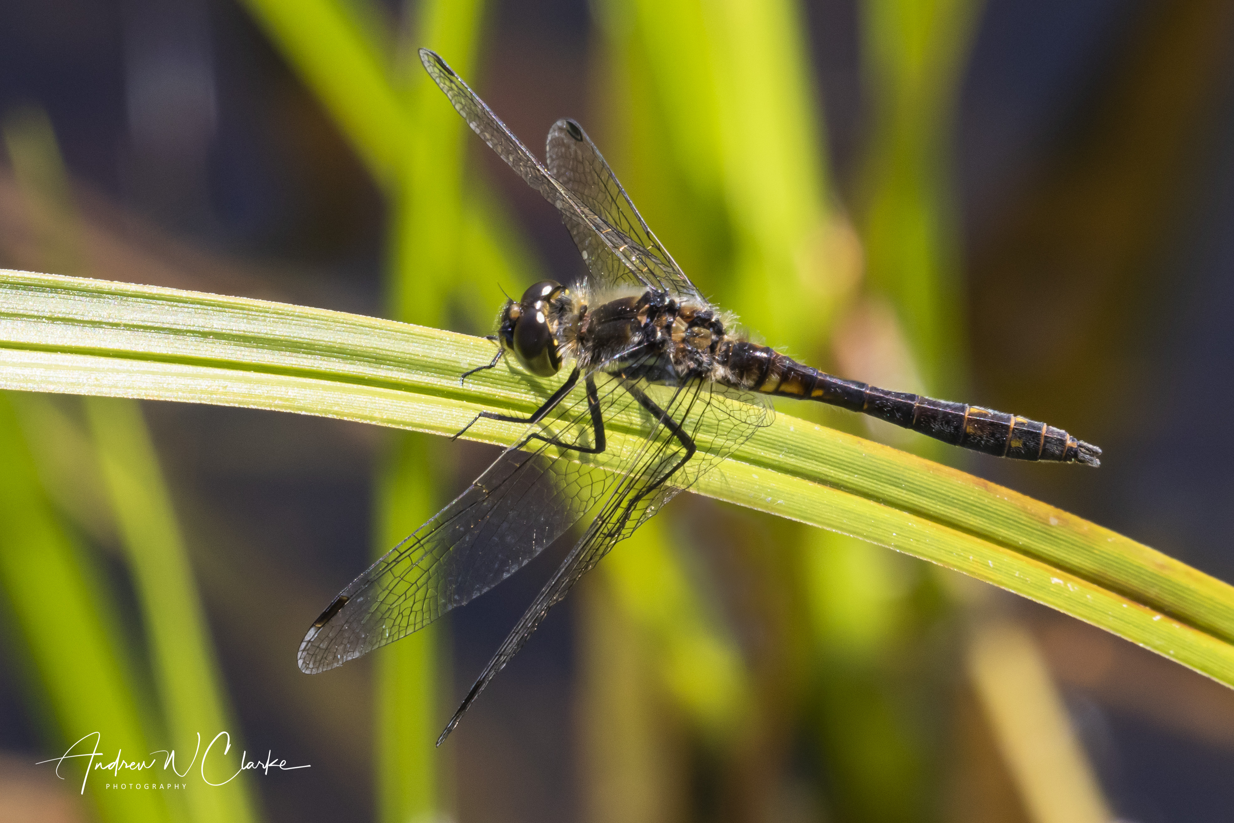Black Darter