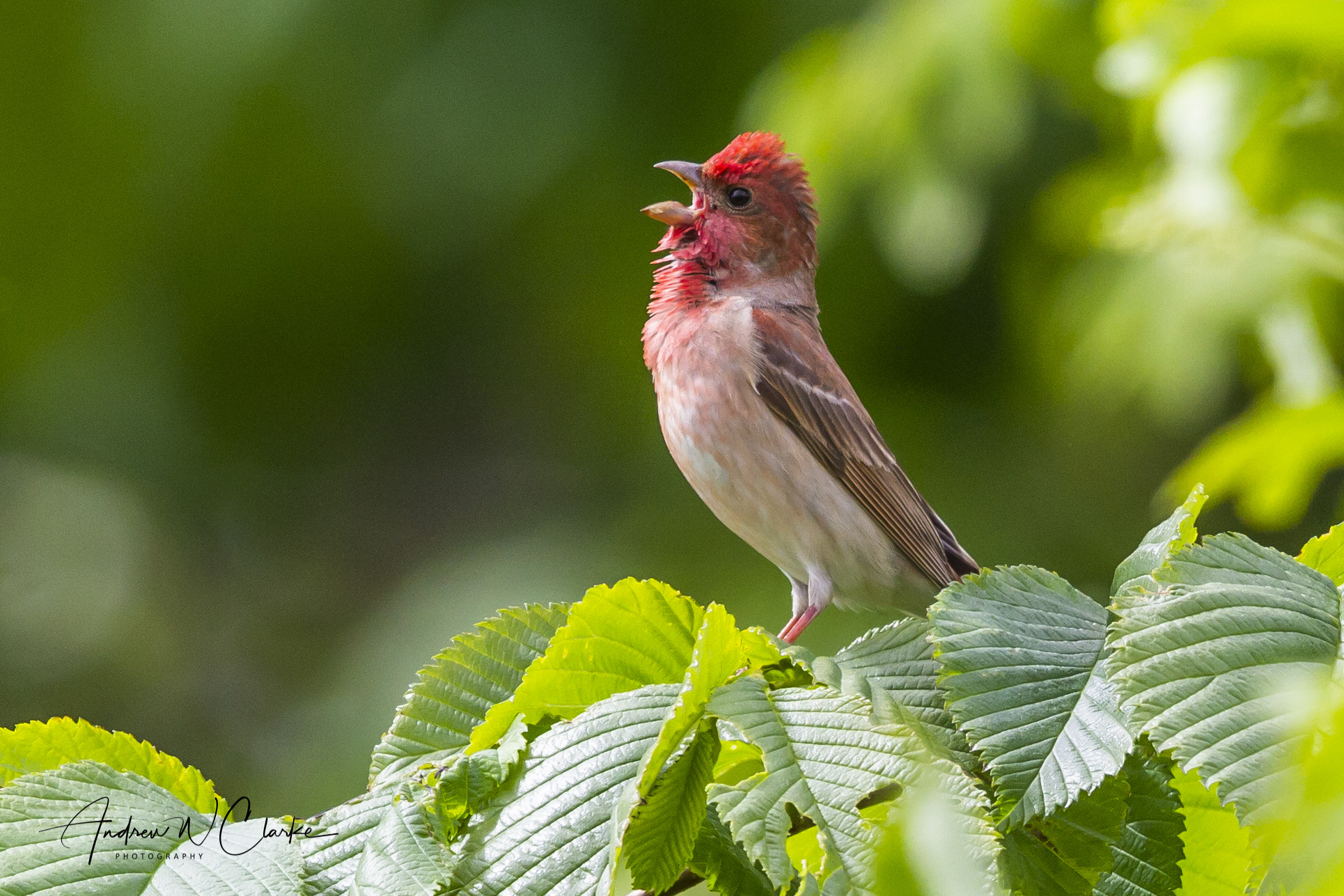 Common Rosefinch / Rosenfink