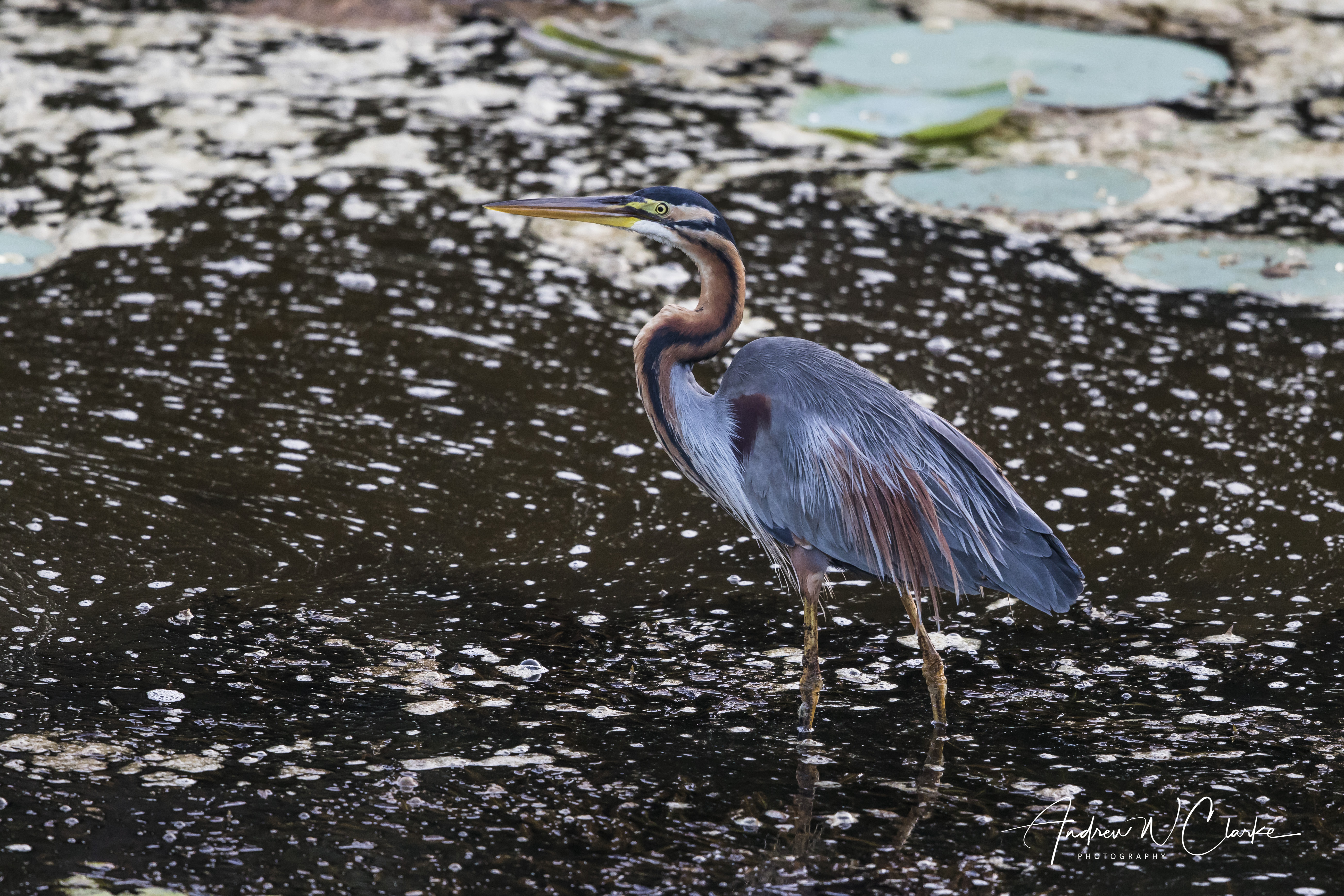 Purple Heron