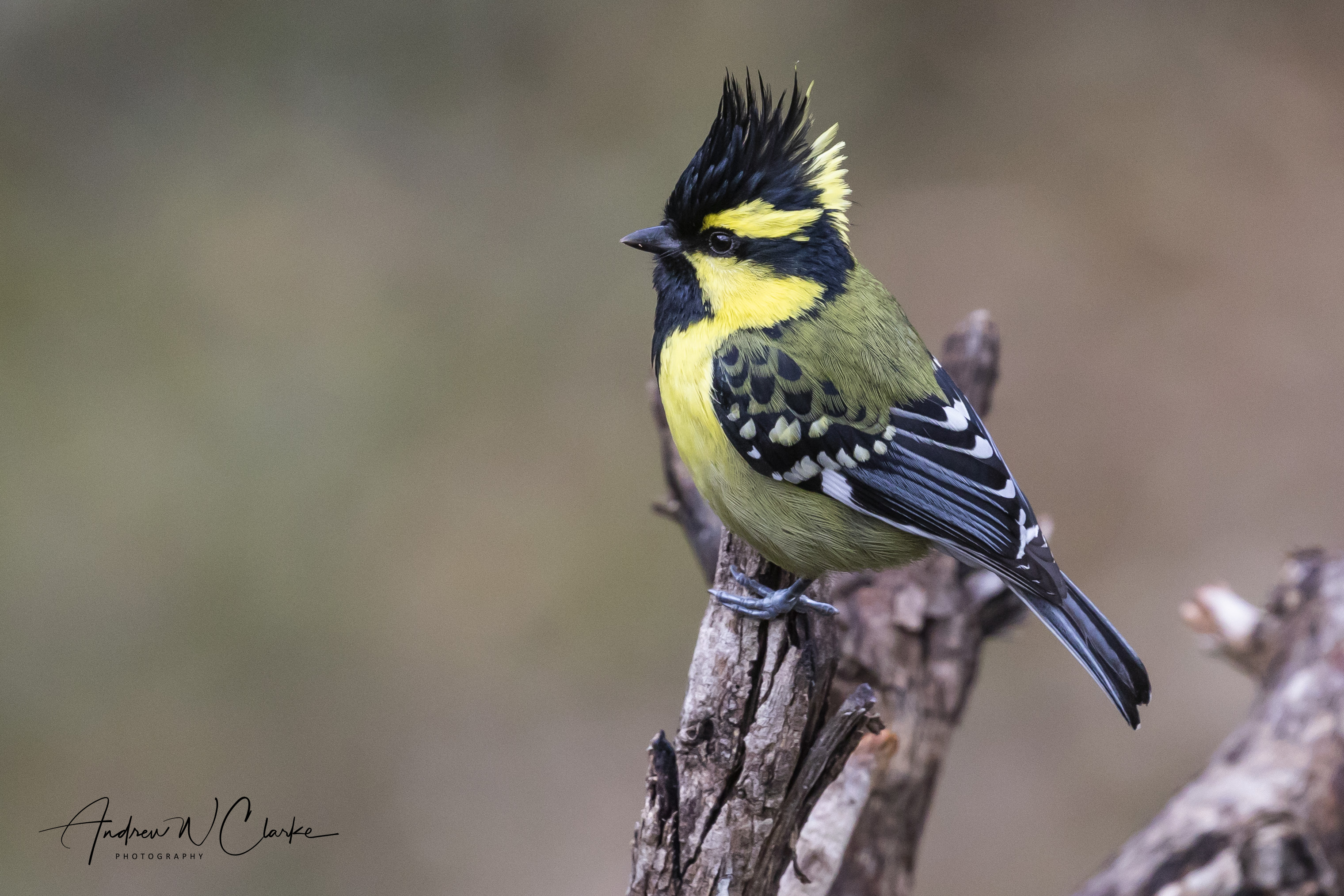 Himalayan Black-lored Tit