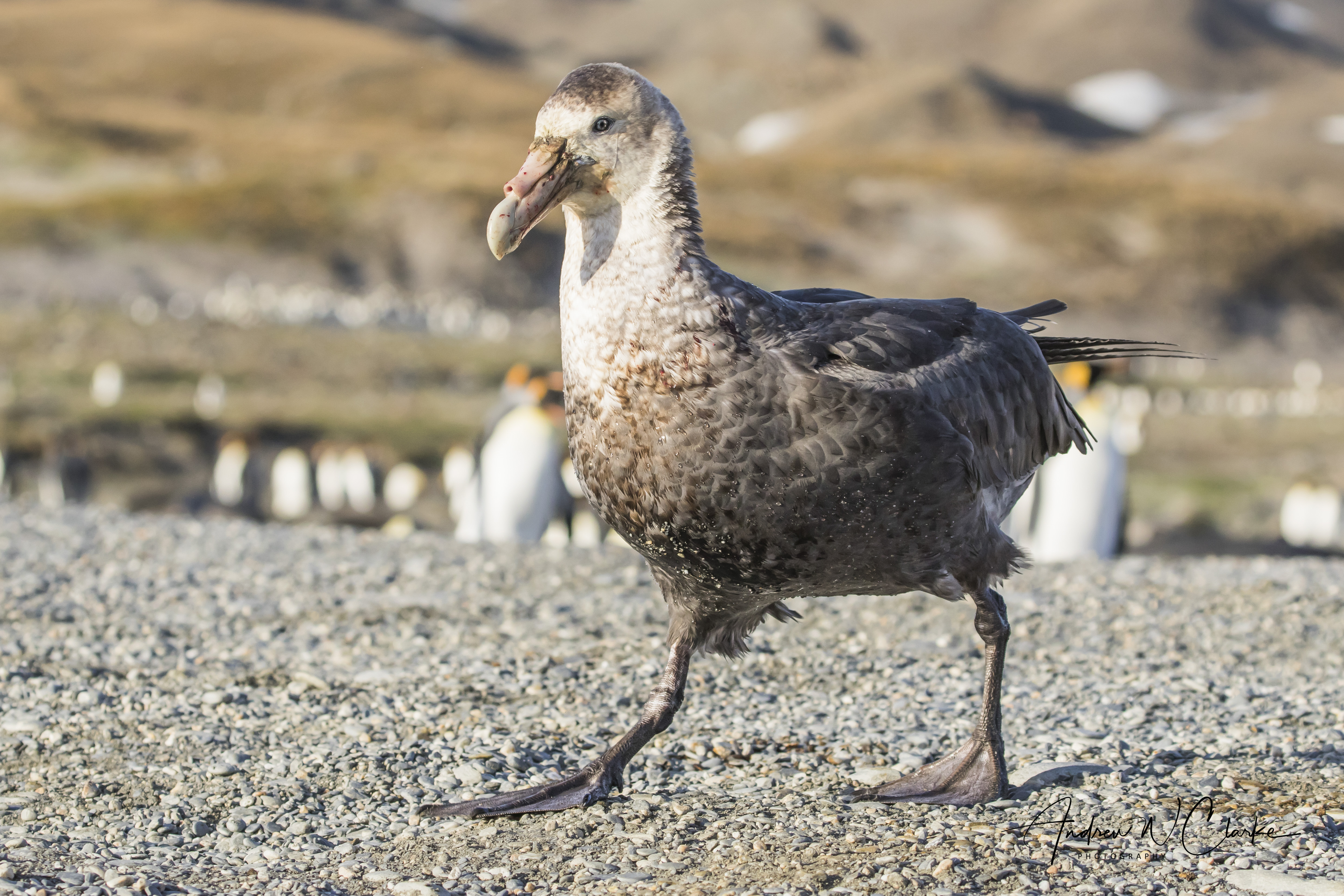 Southern Giant Petrel