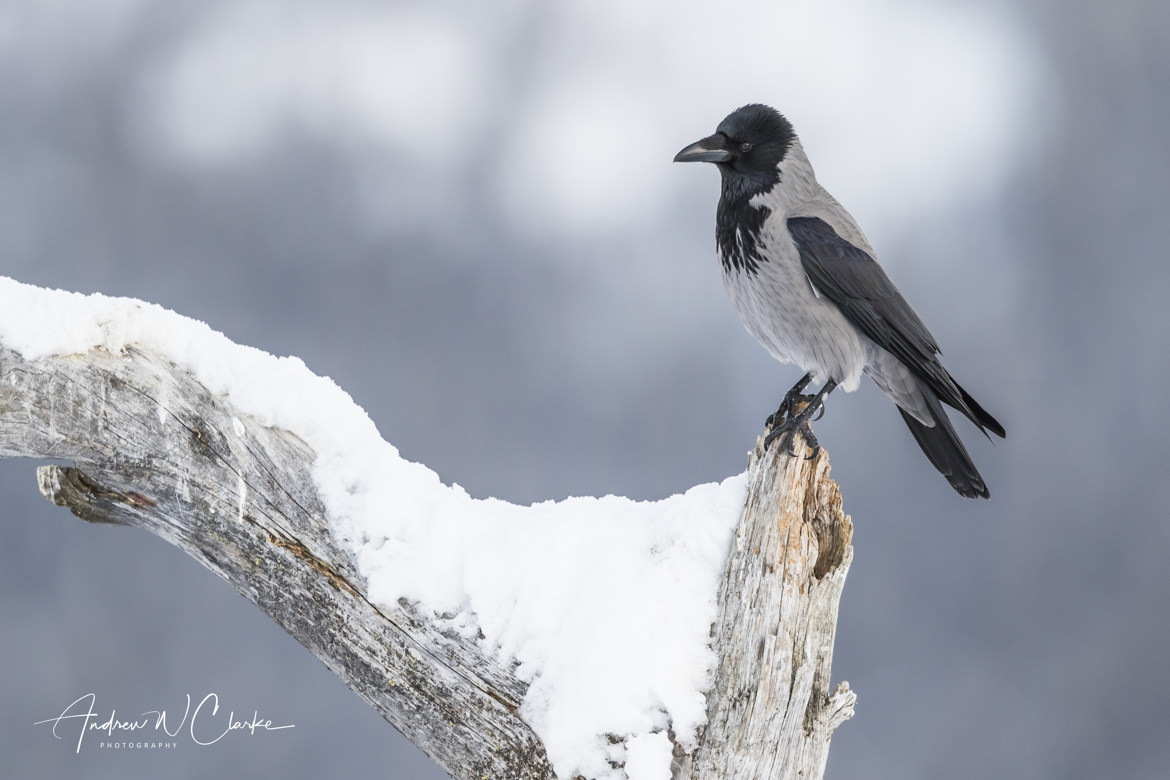 Hooded Crow / Kråke
