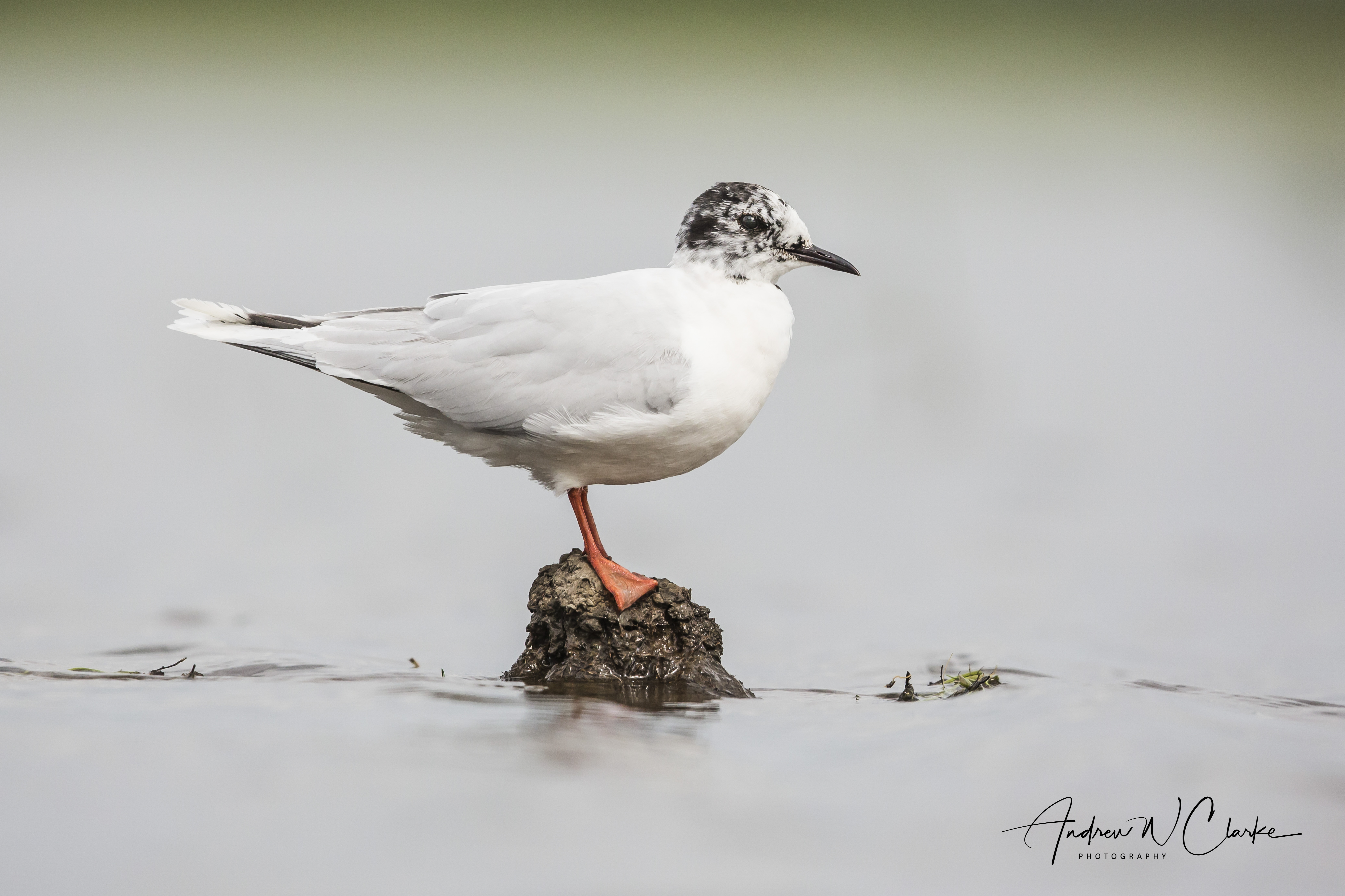 Little Gull
