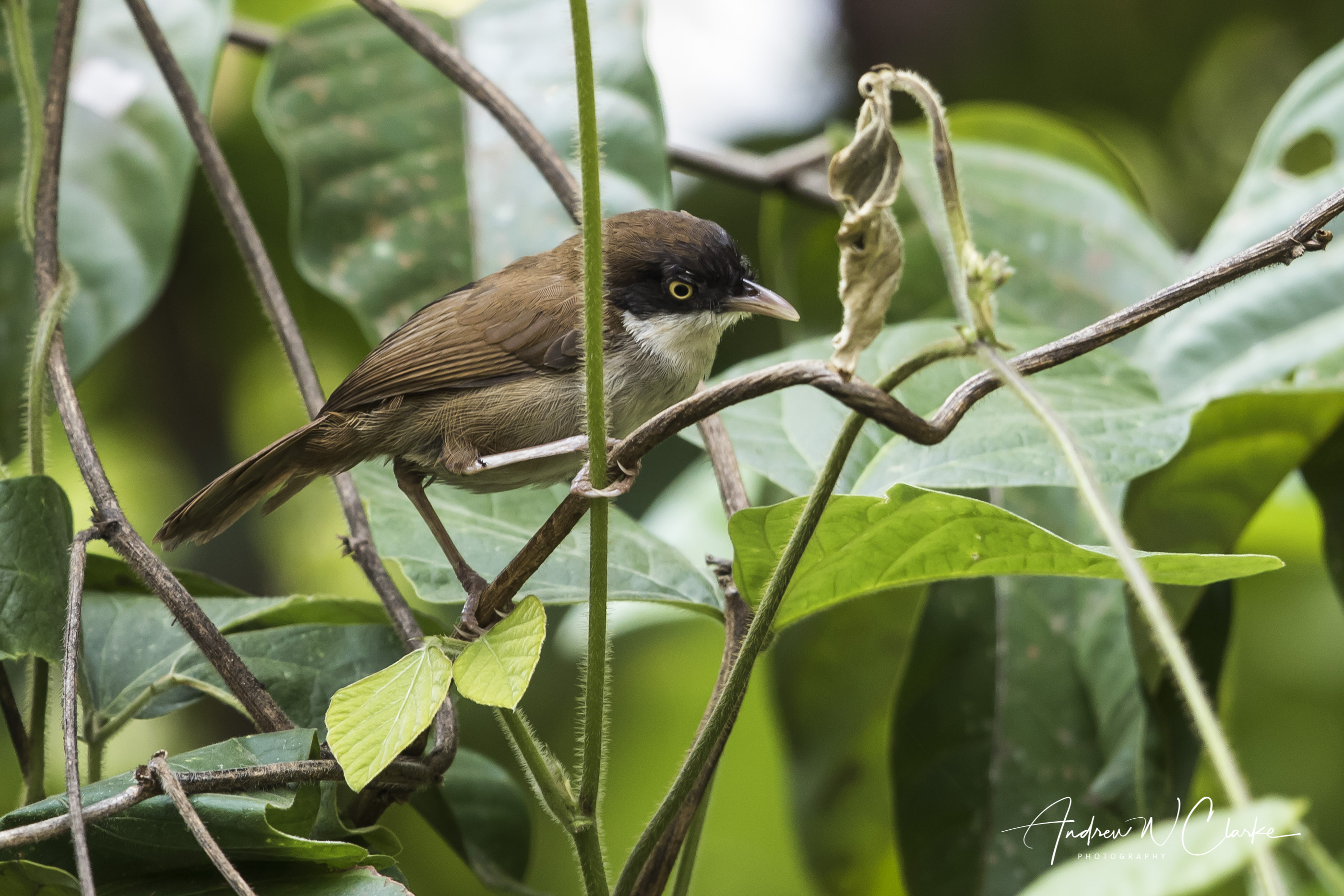 Dark-fronted Babbler
