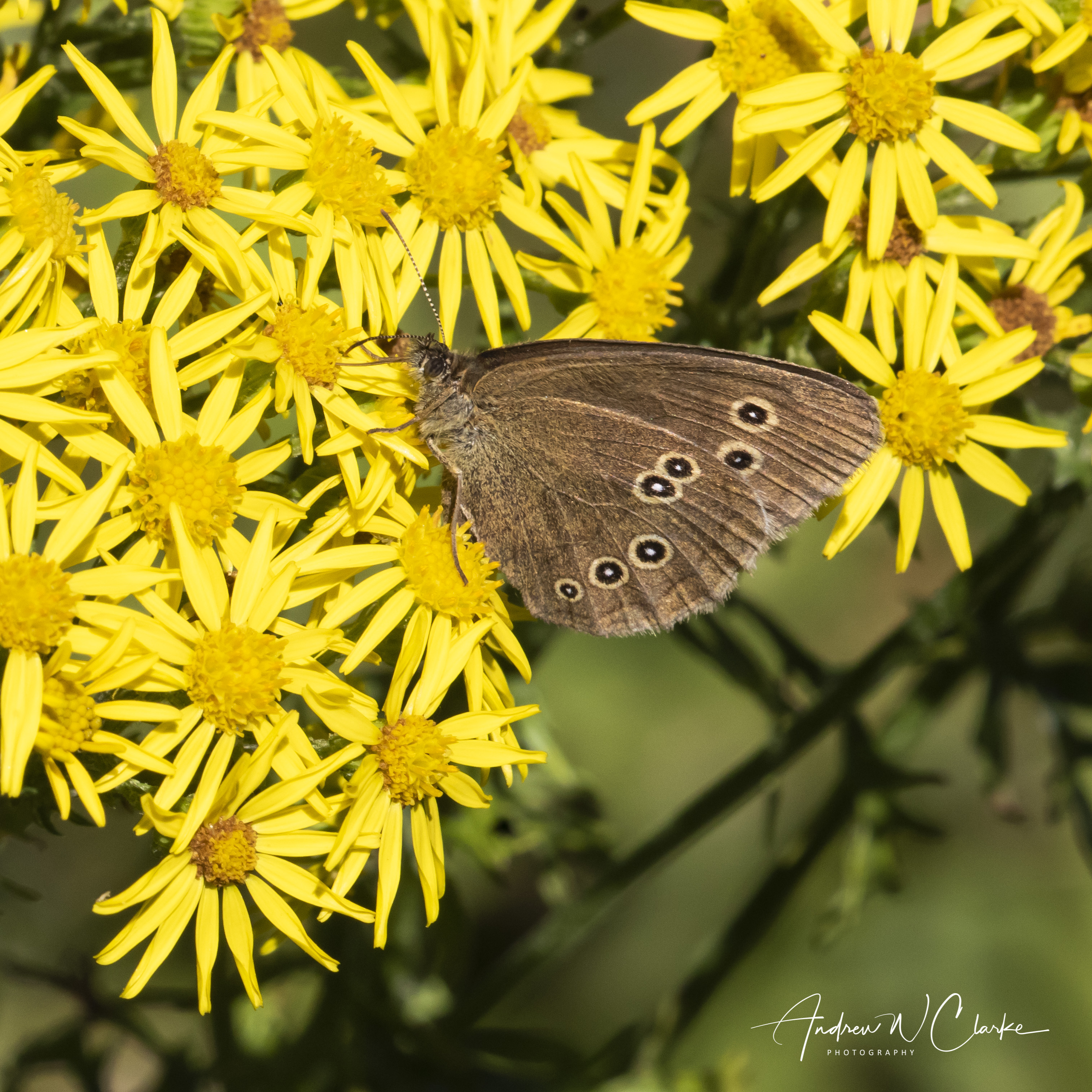 Ringlet