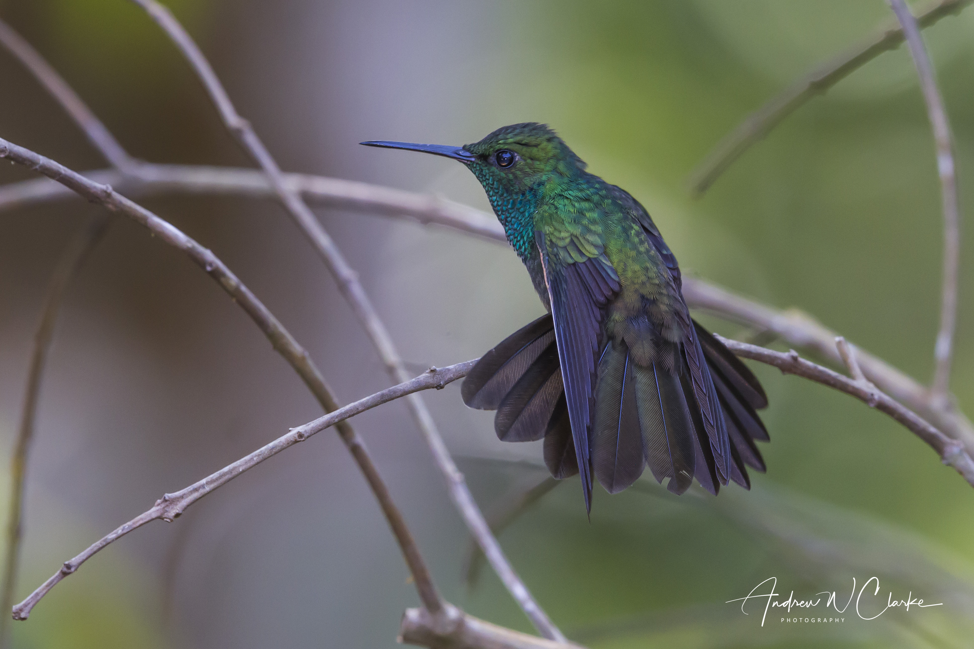Bronze-tailed Plumeleteer