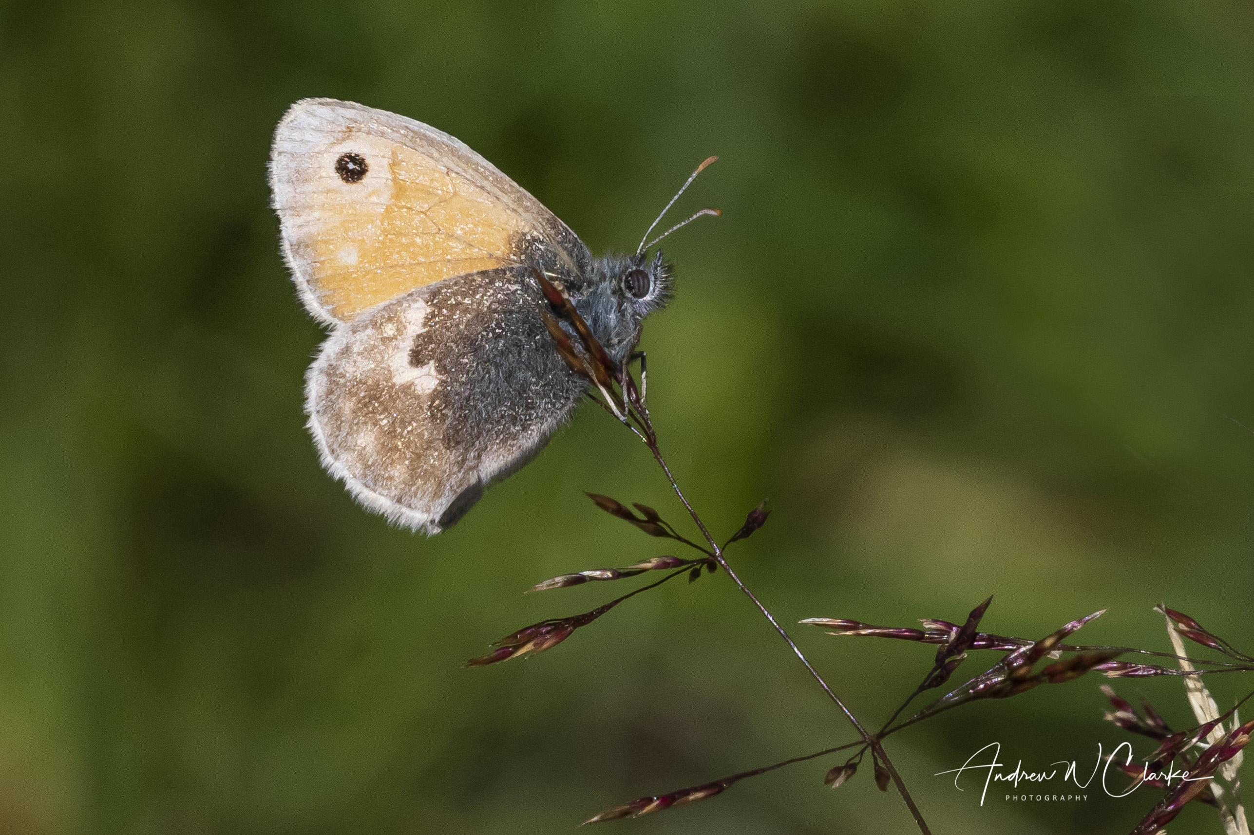 Small Heath