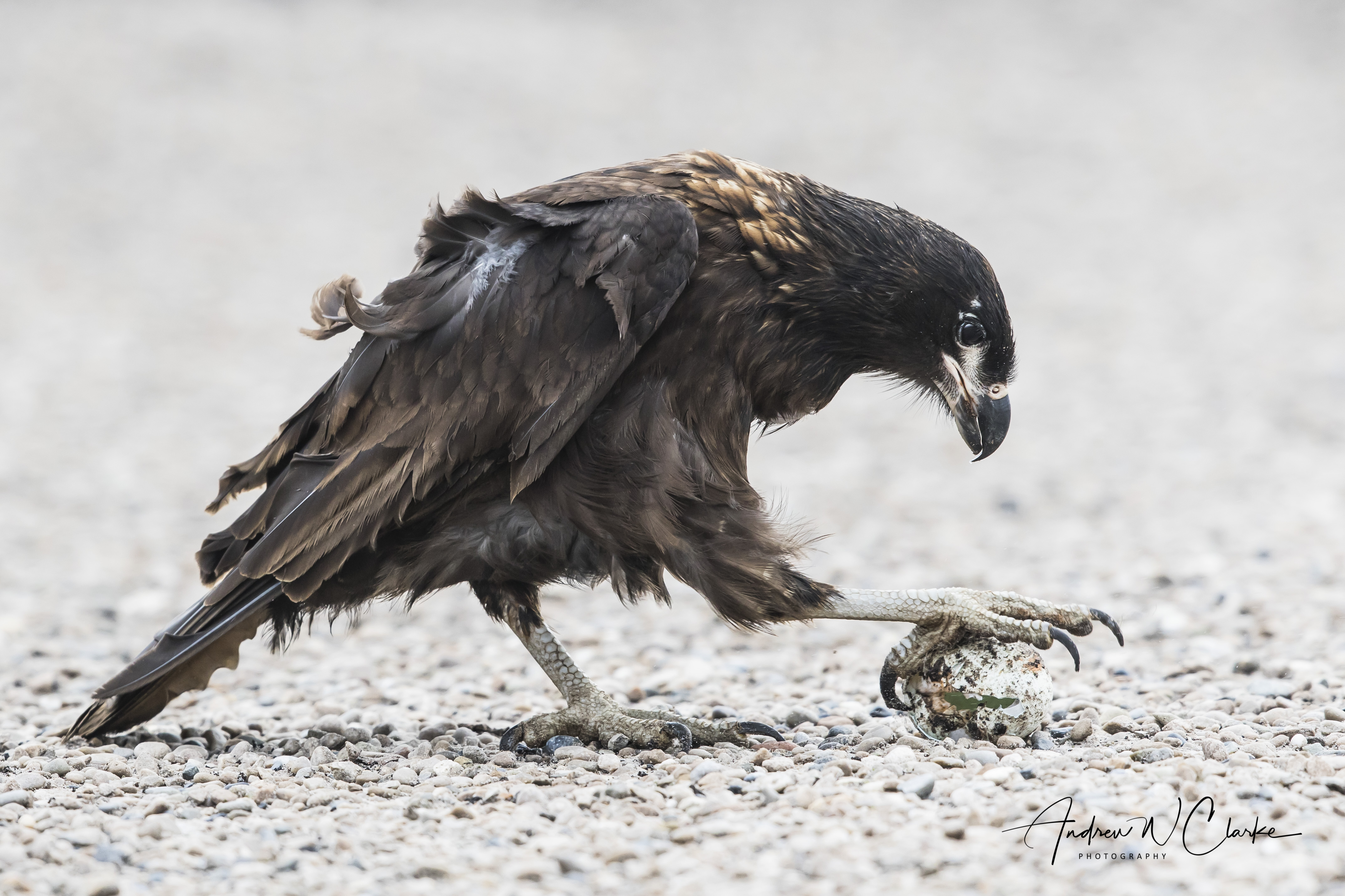 Striated Caracara