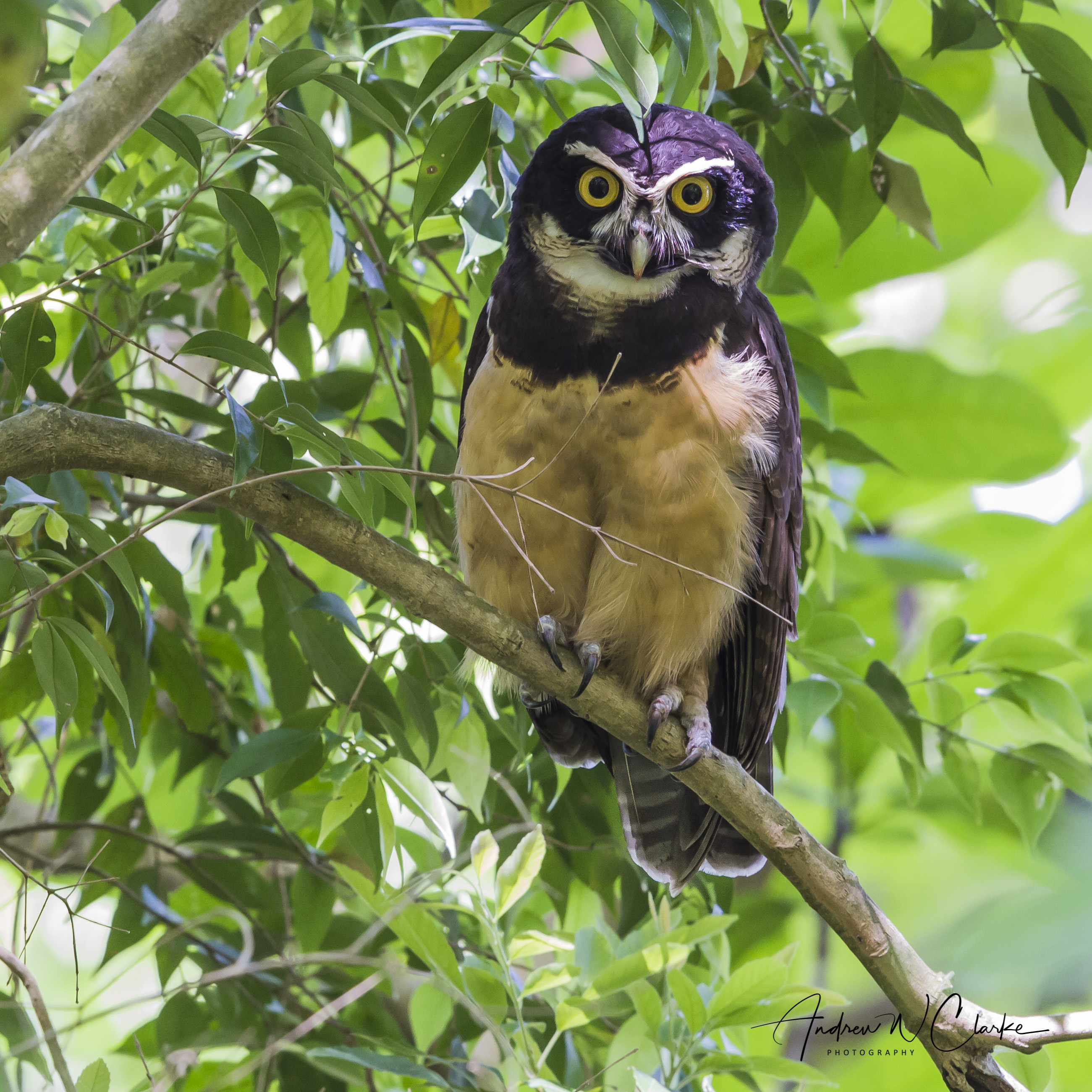 Spectacled Owl