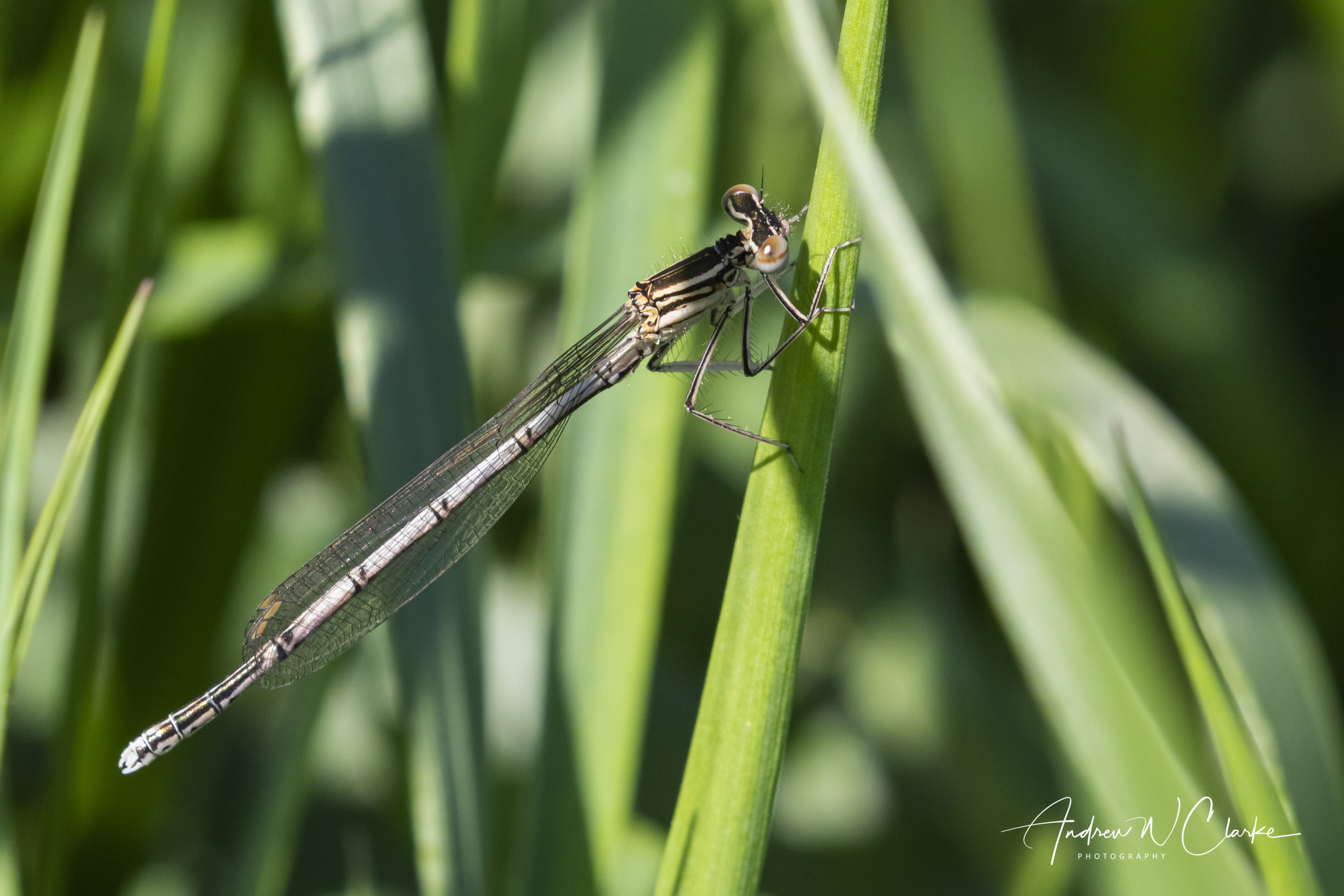 Blue Featherleg