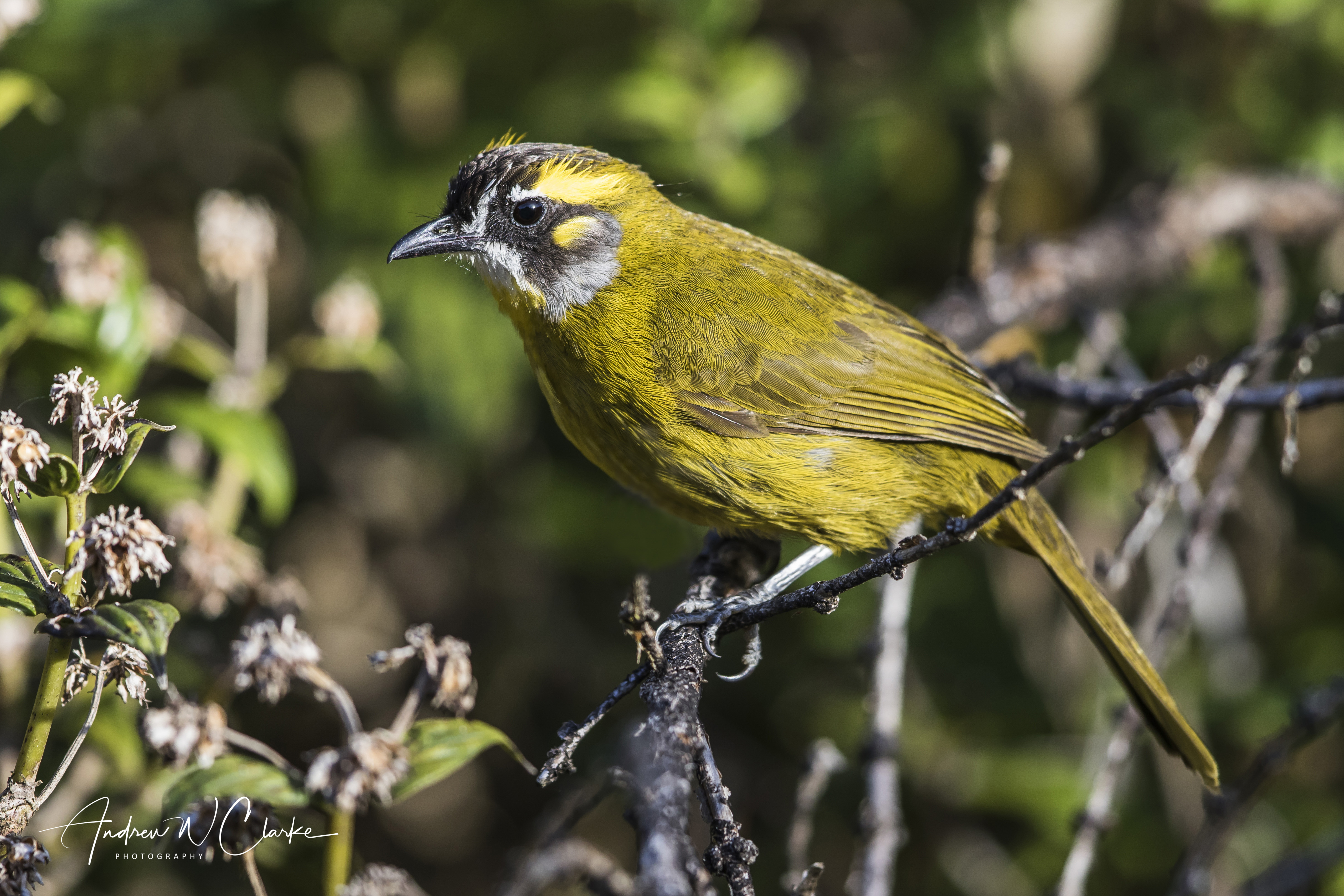 Yellow-eared Bulbul