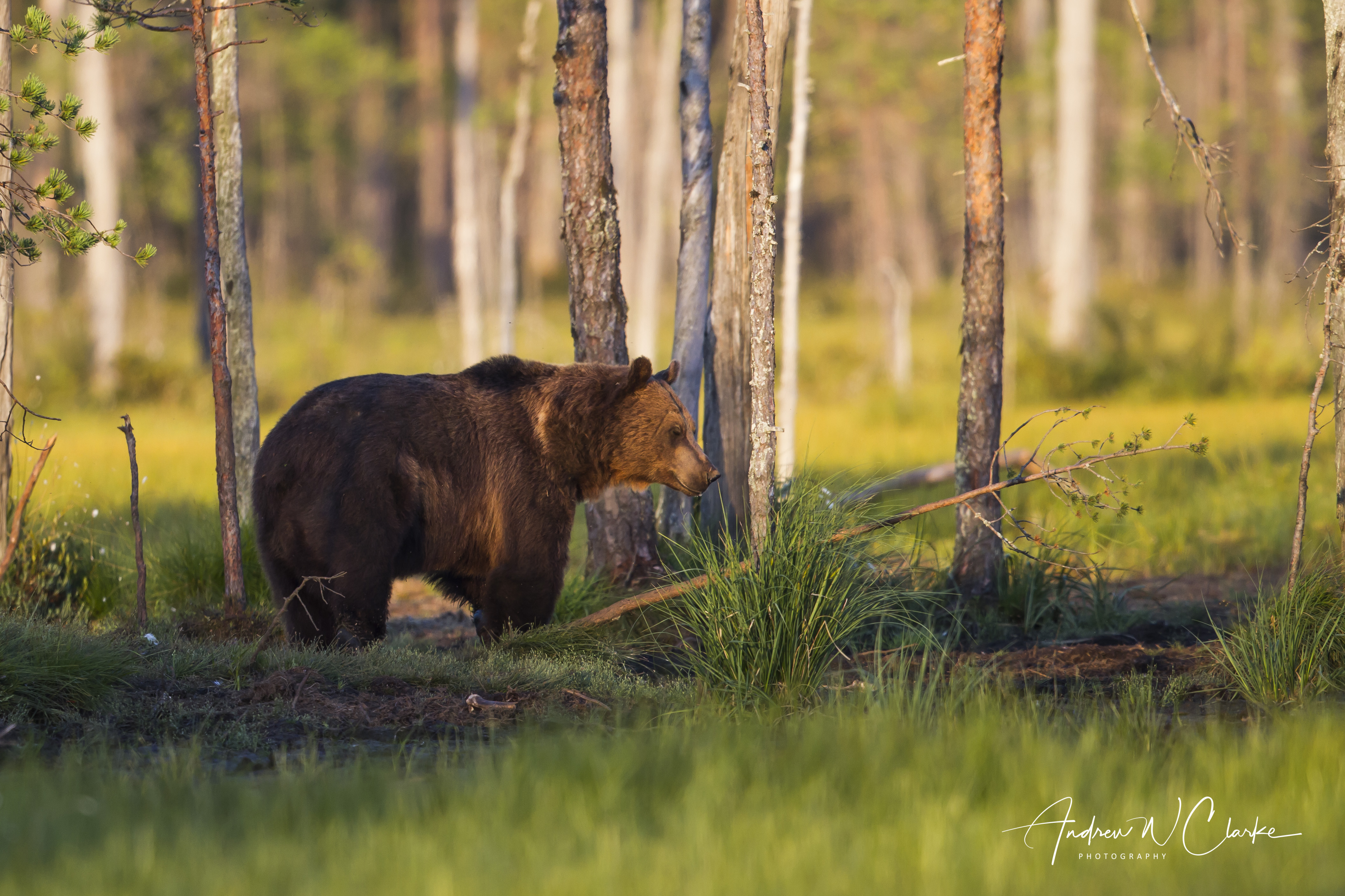 Eurasian Brown Bear