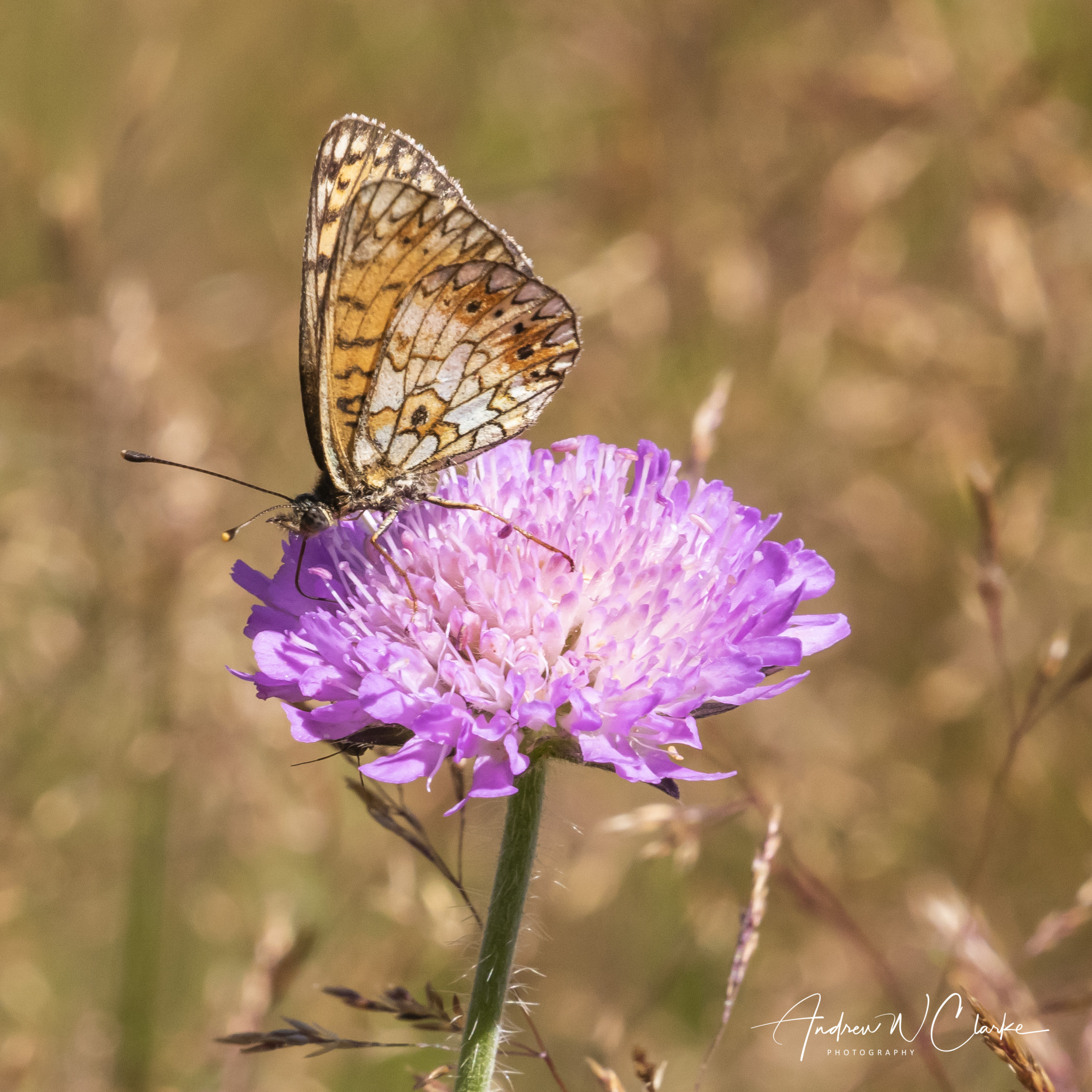 Small Pearl-bordered Fritillary