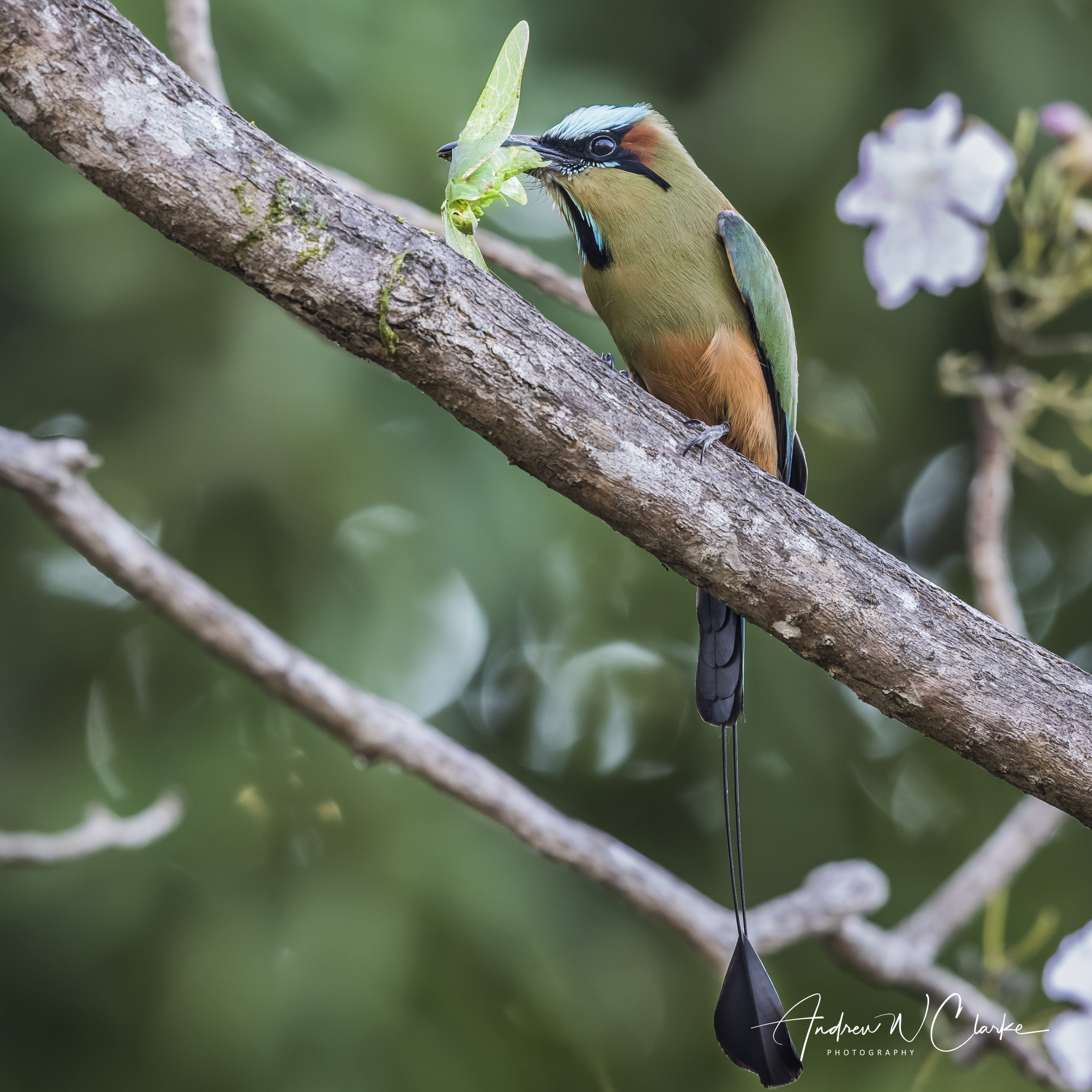 Turquoise-browed Motmot