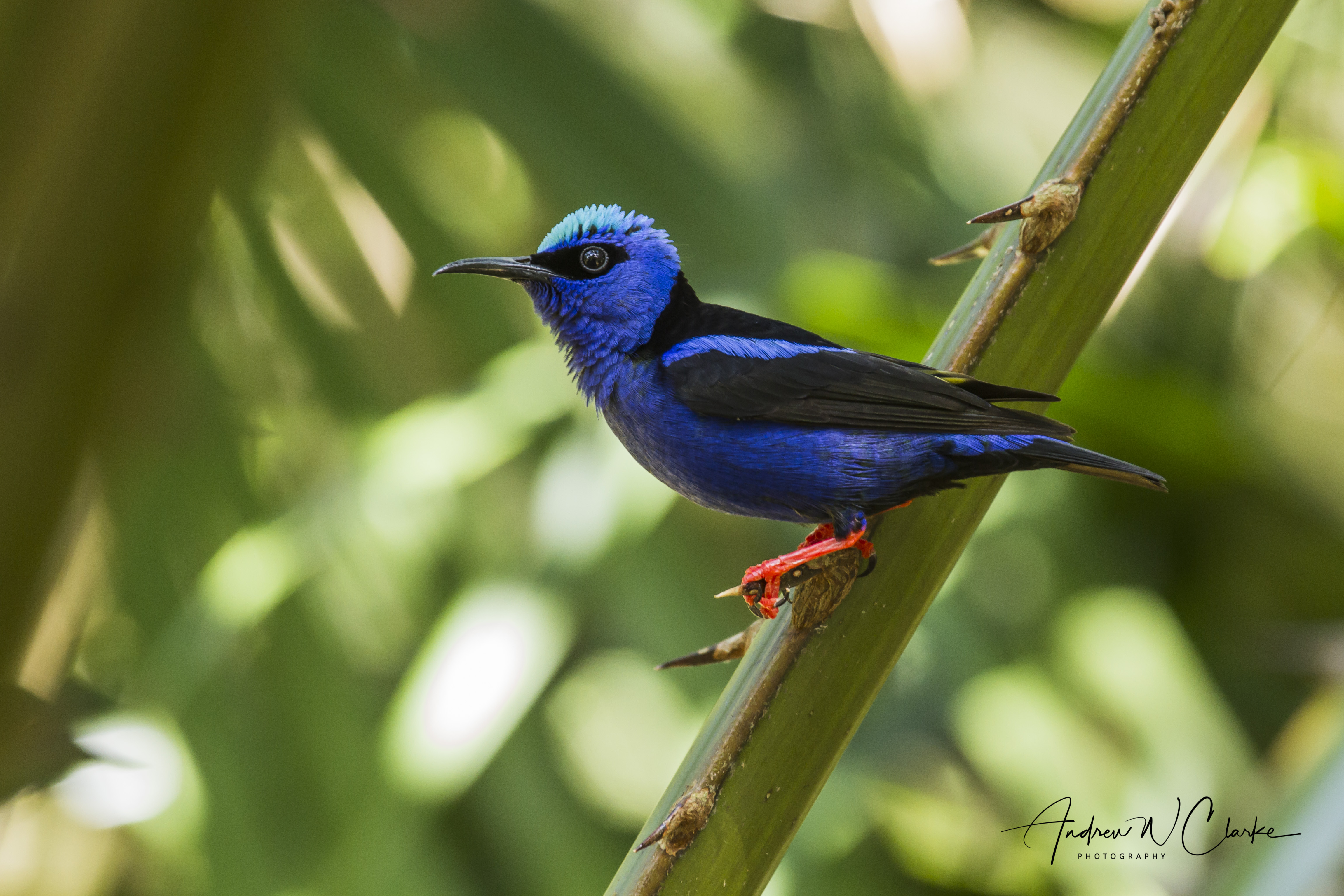 Red-legged Honeycreeper