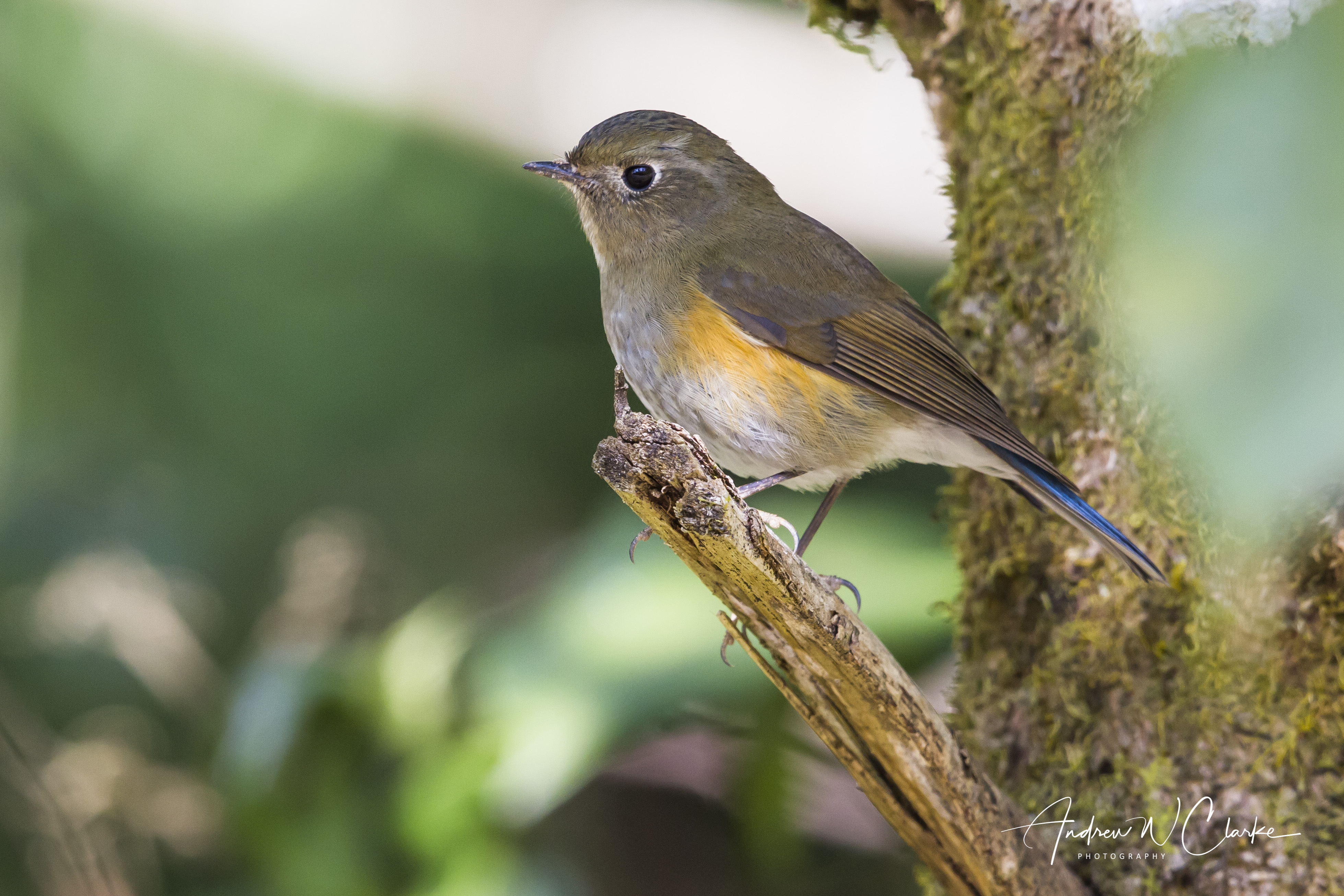 Himalayan Bluetail
