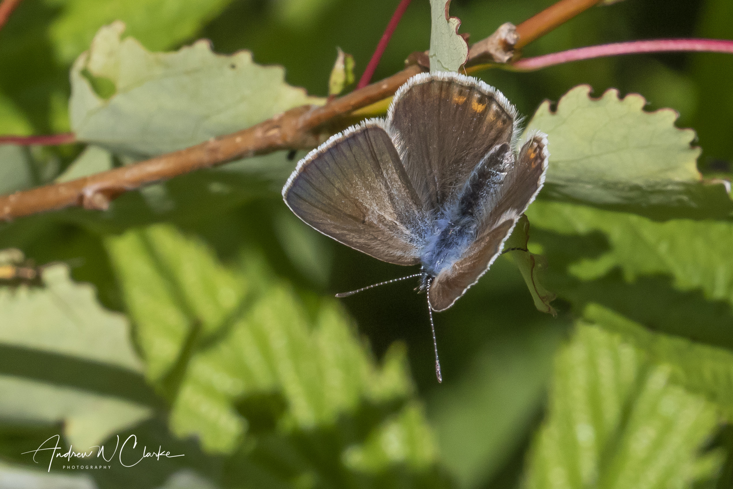 Amanda's Blue