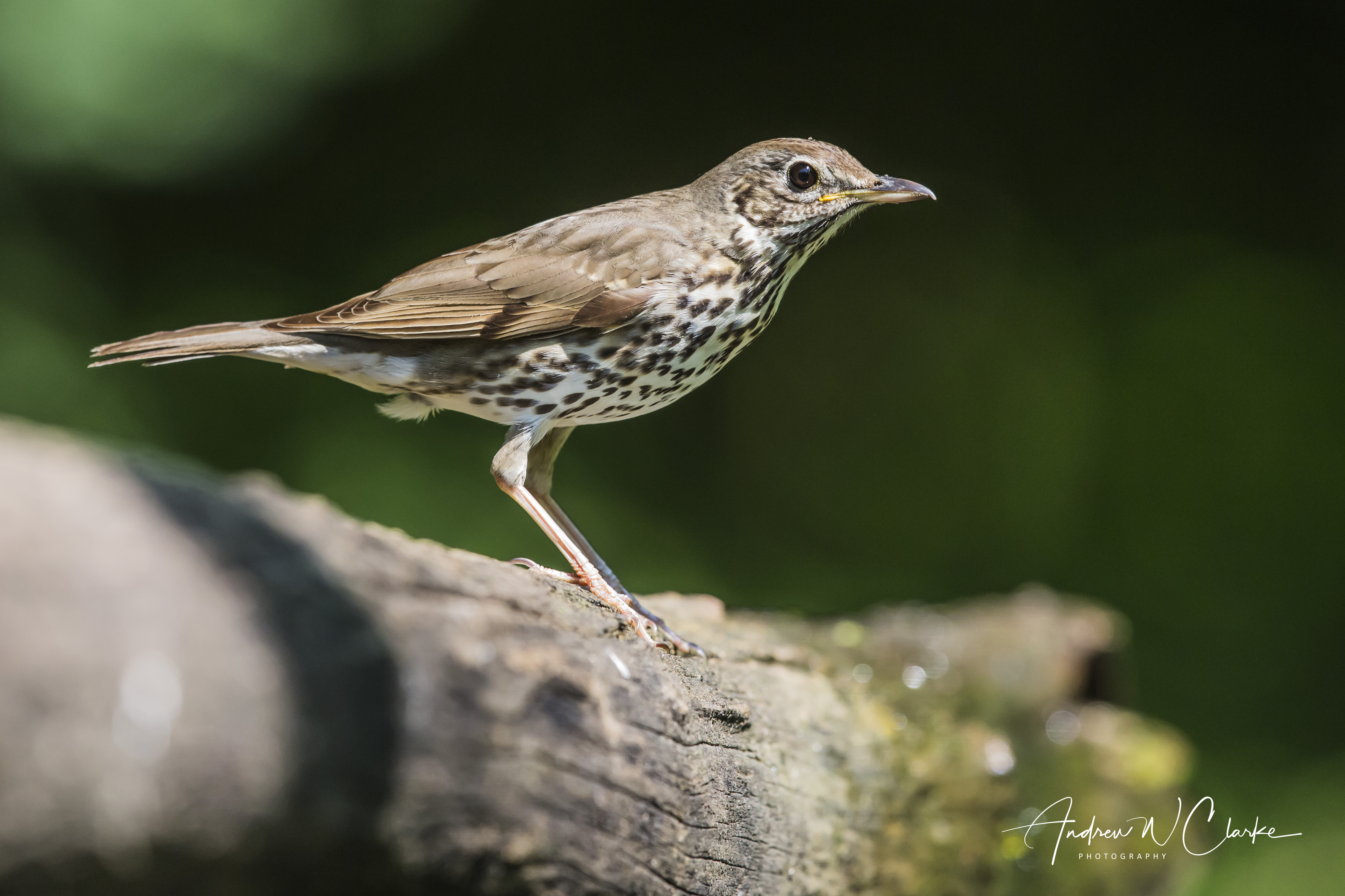 Song Thrush