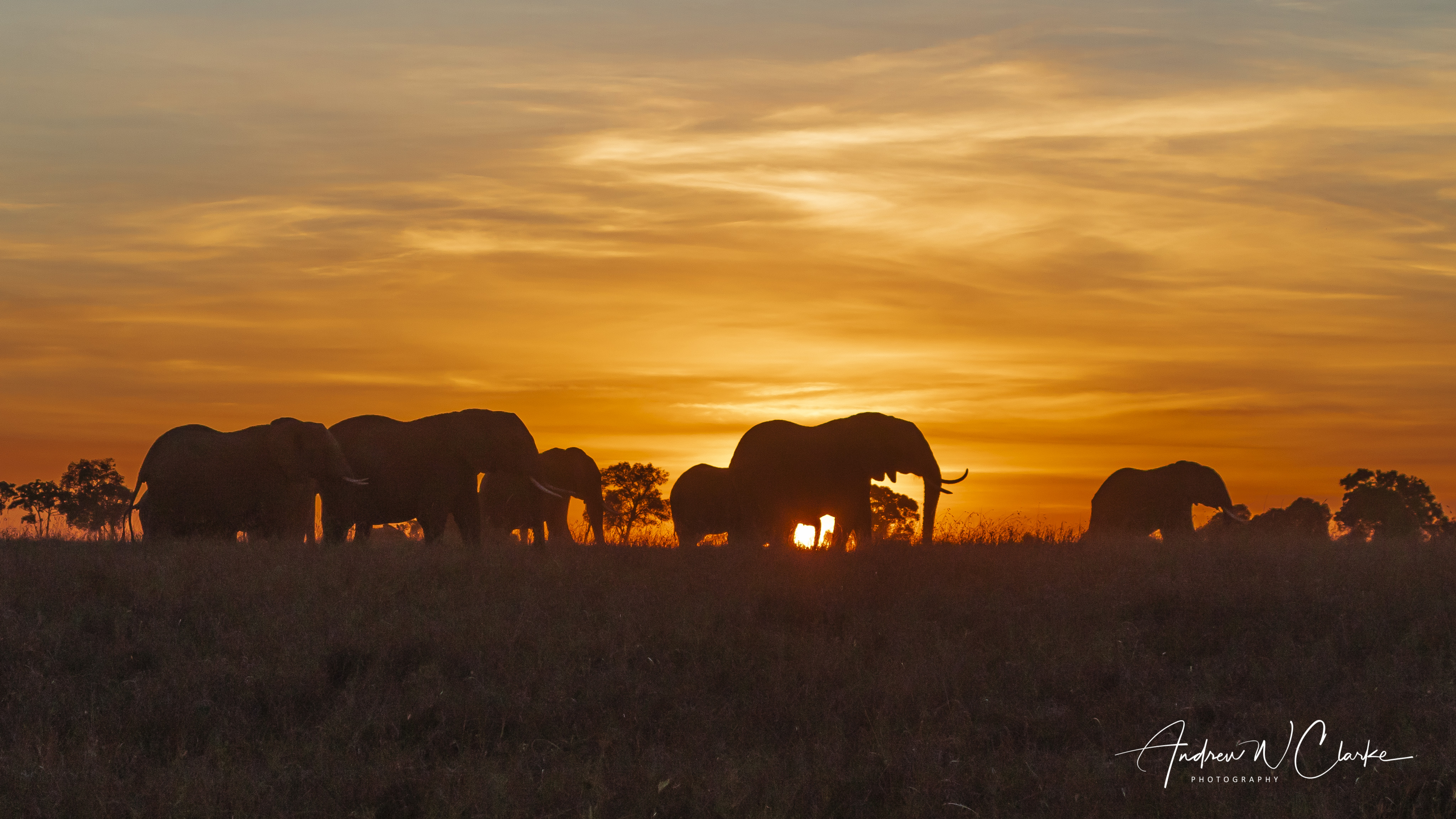 African Elephant