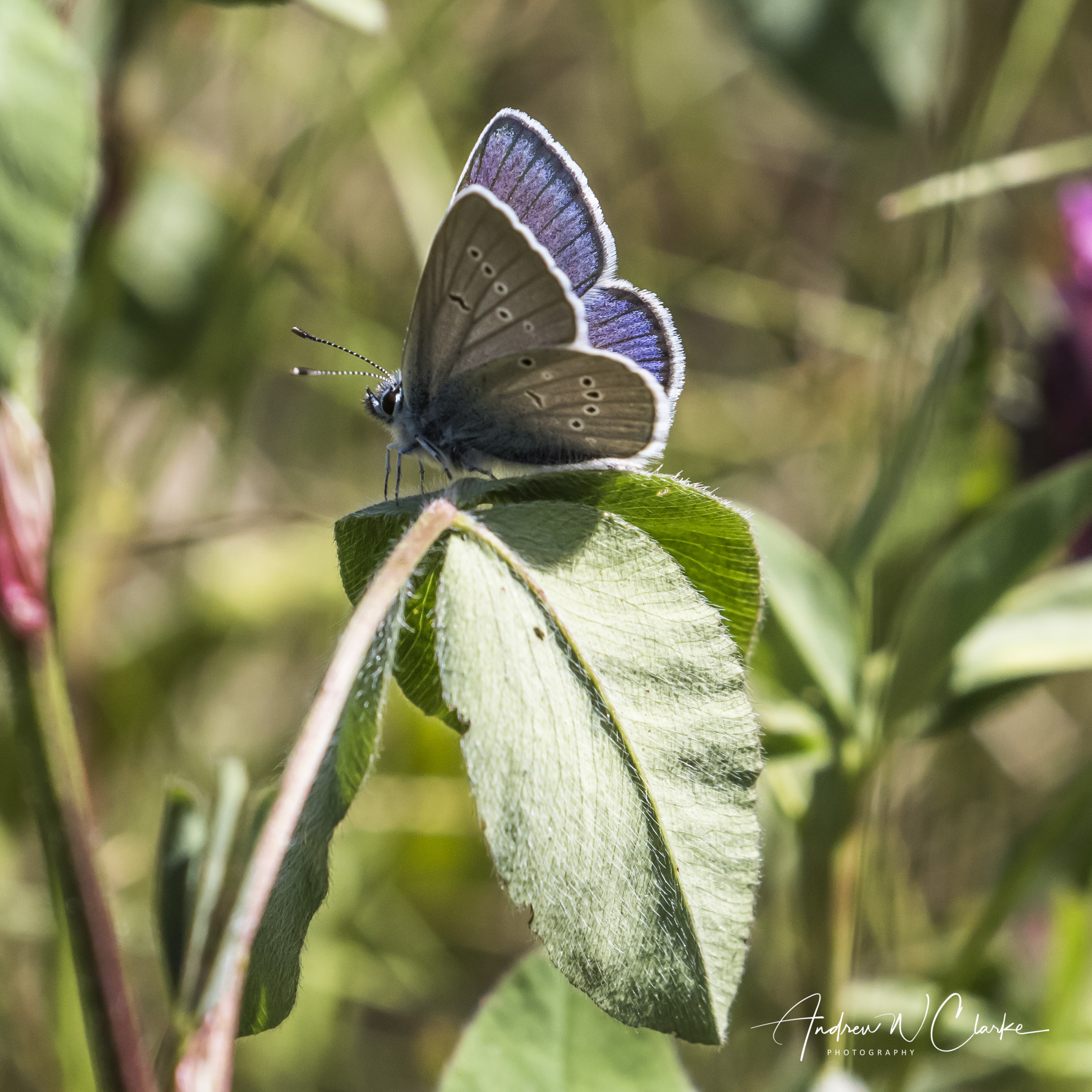 Mazarine Blue