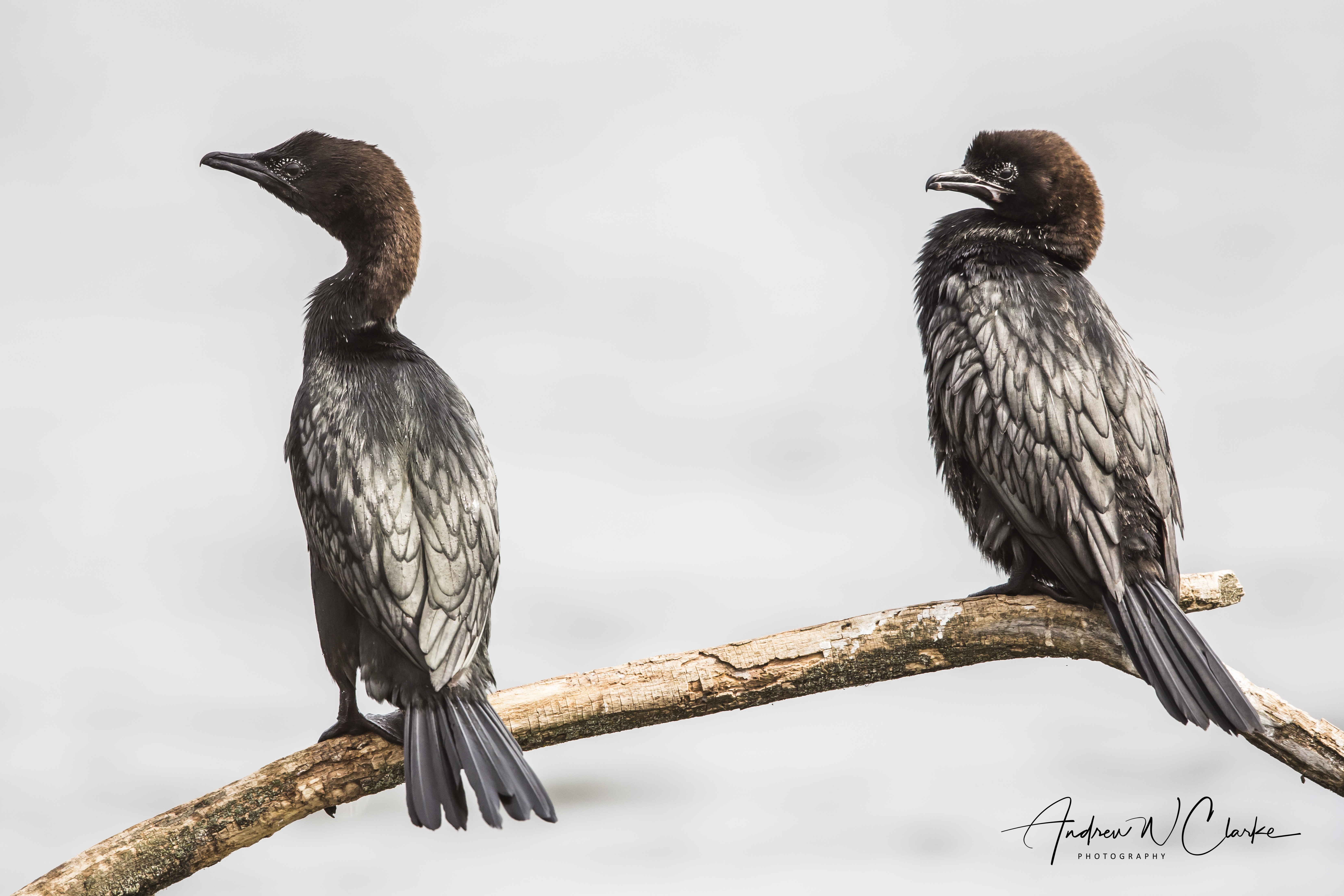 Pygmy Cormorant