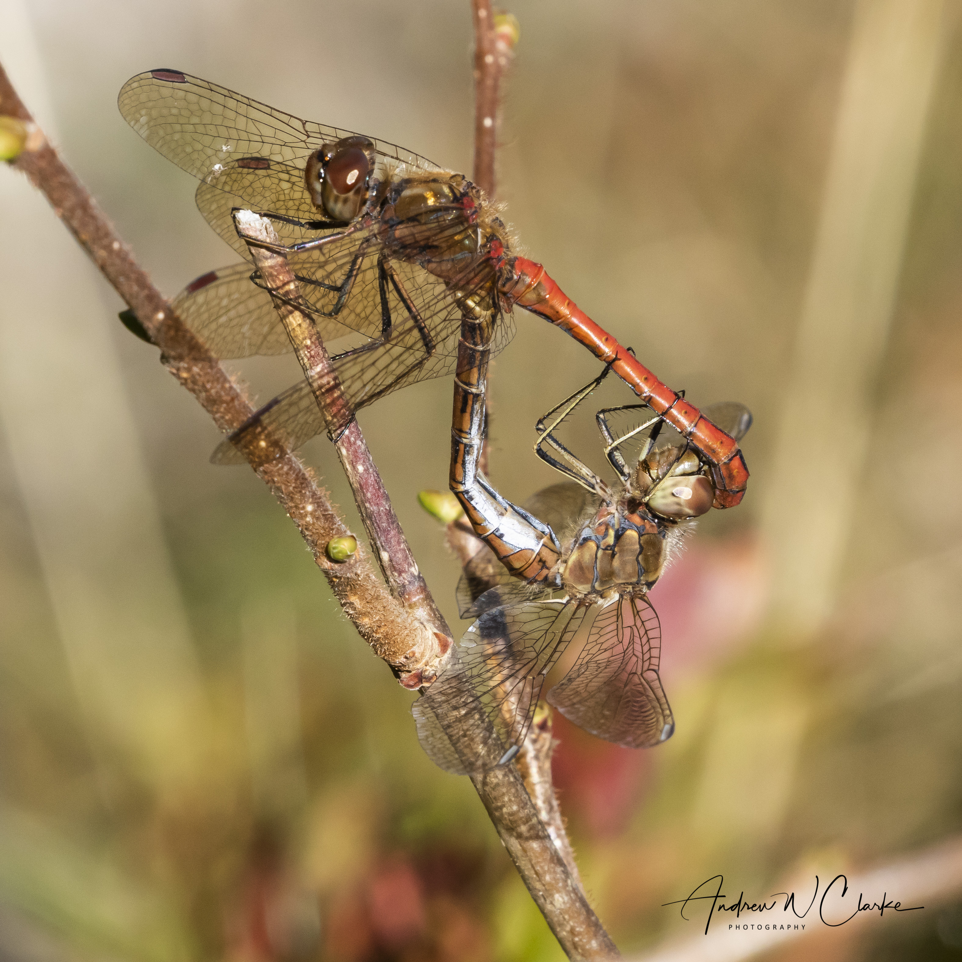 Moustached Darter