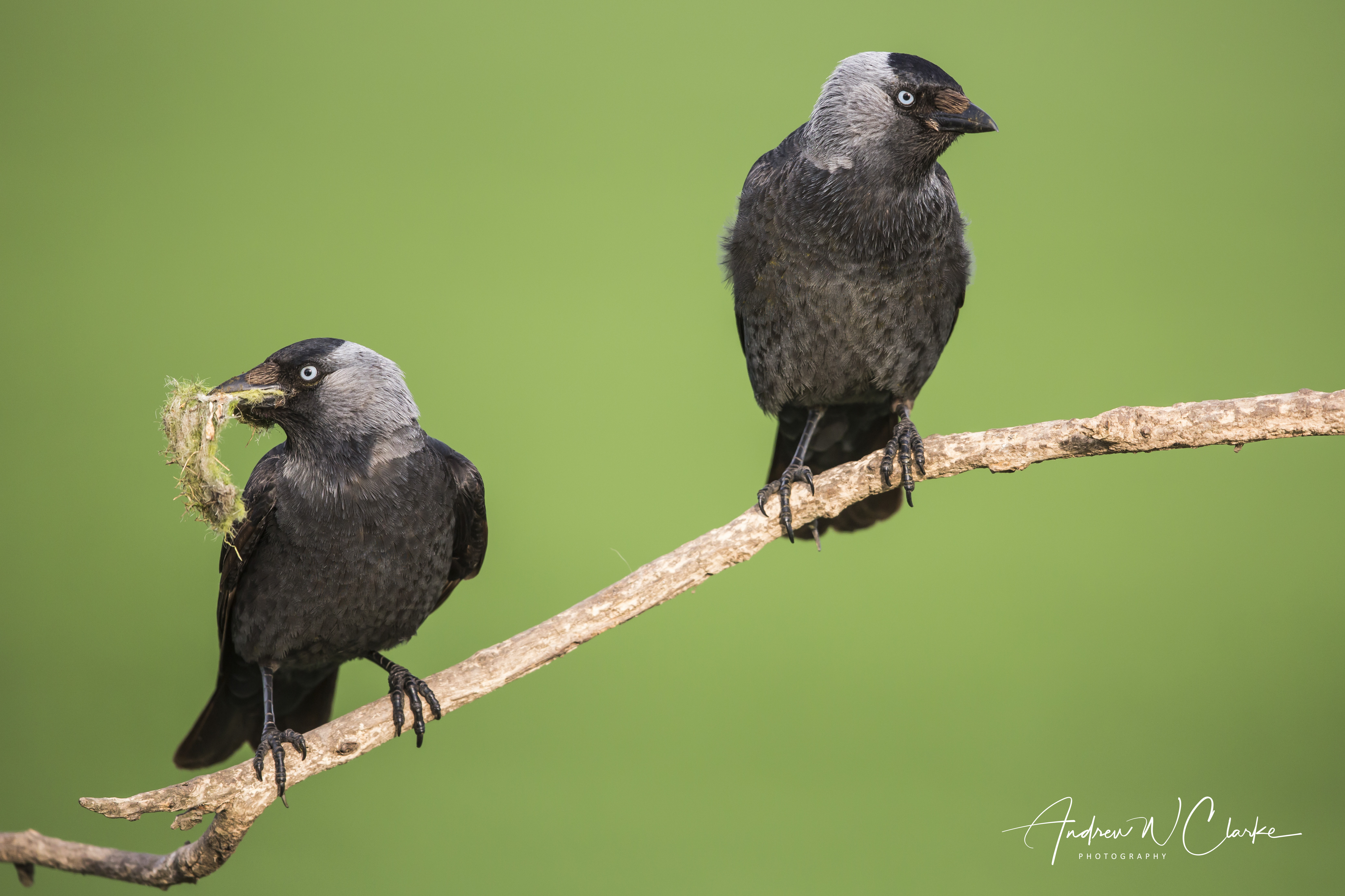 Eurasian Jackdaw