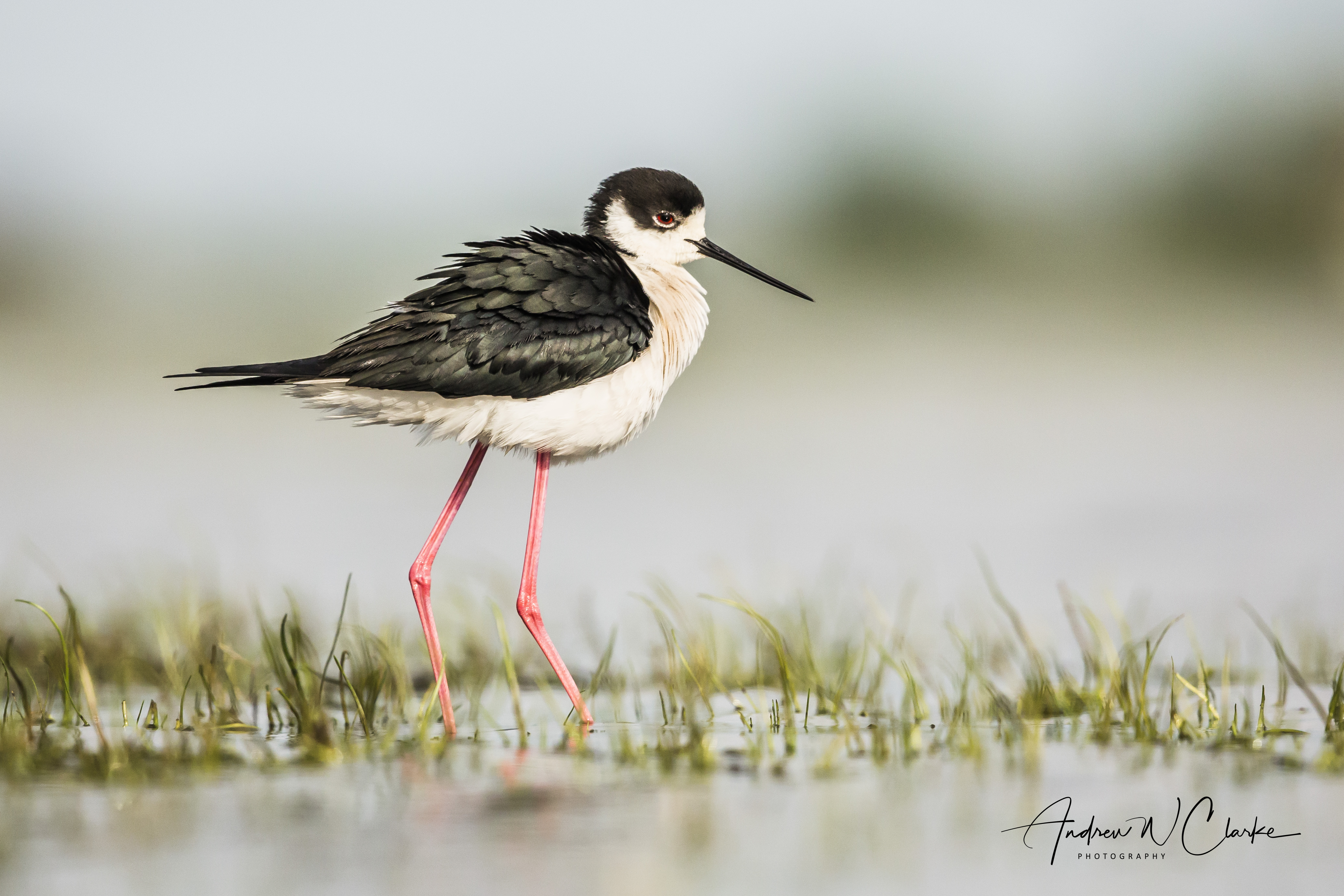 Black-winged Stilt