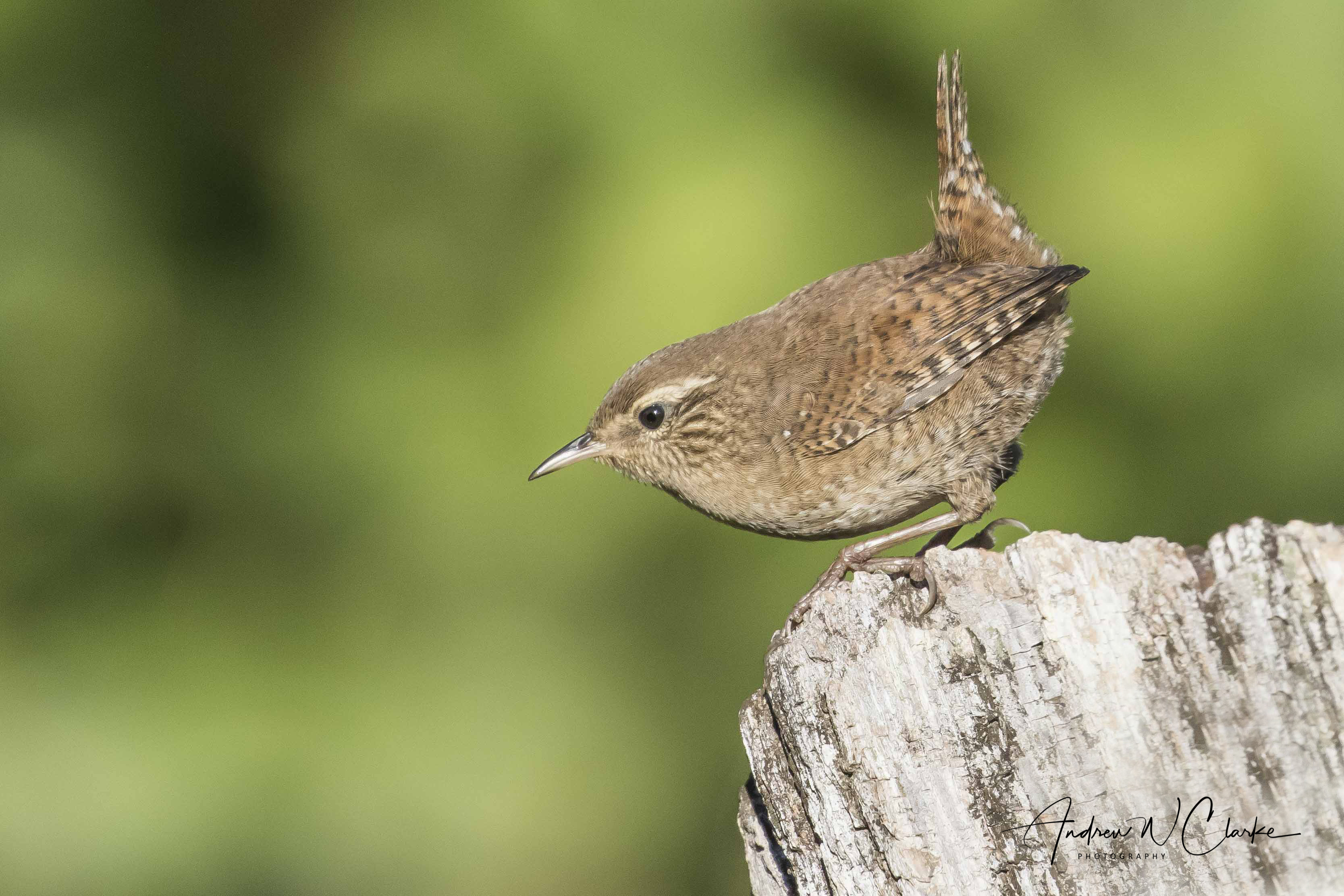 Eurasian Wren / Gjerdesmett