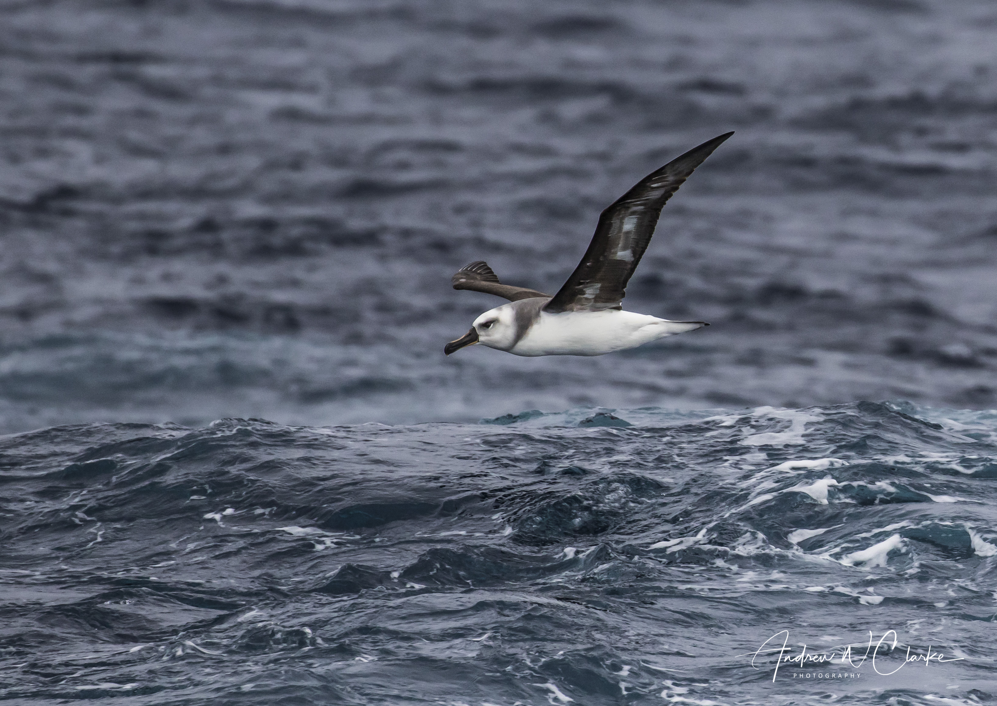 Grey-headed Albatross