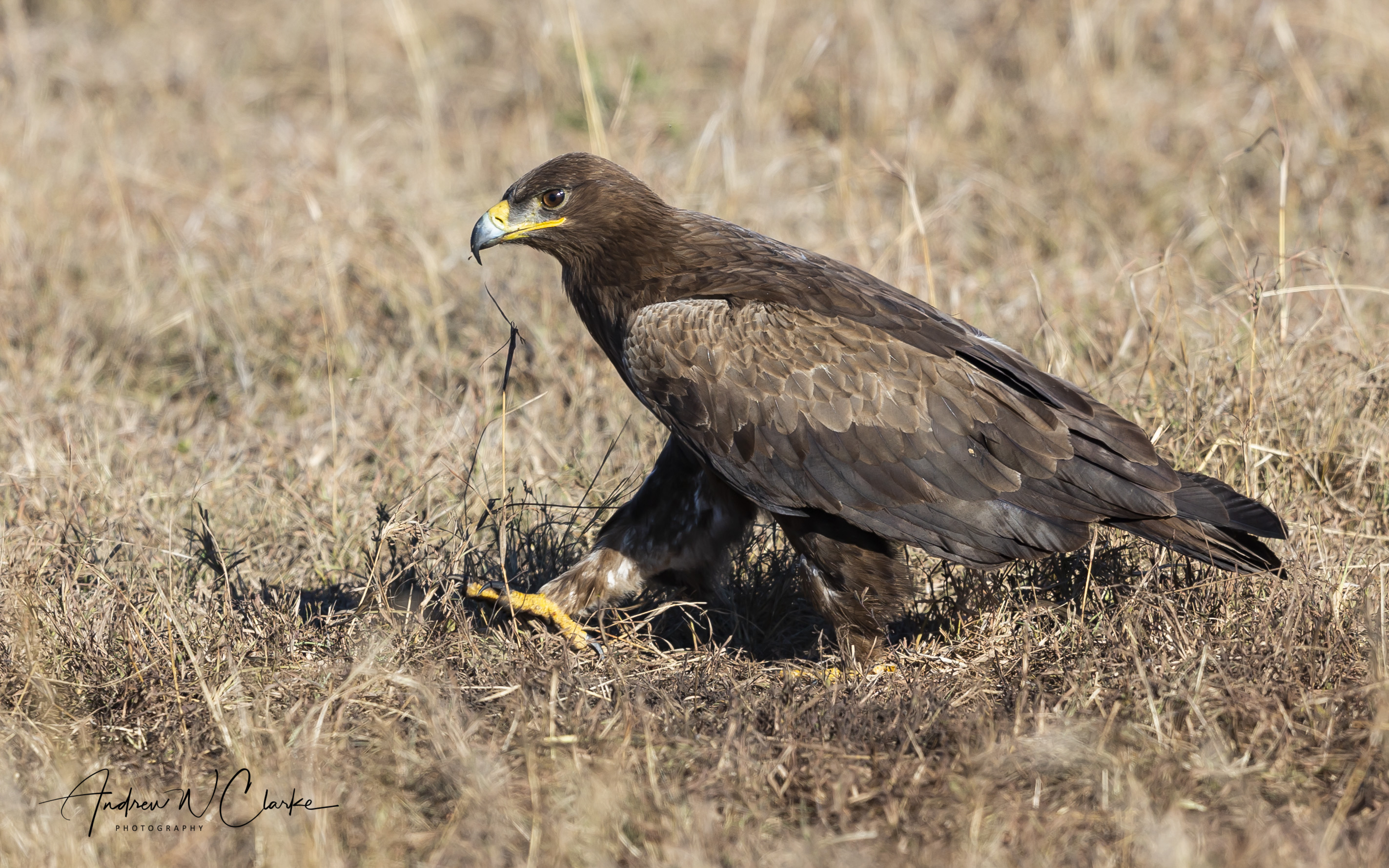 Tawny Eagle