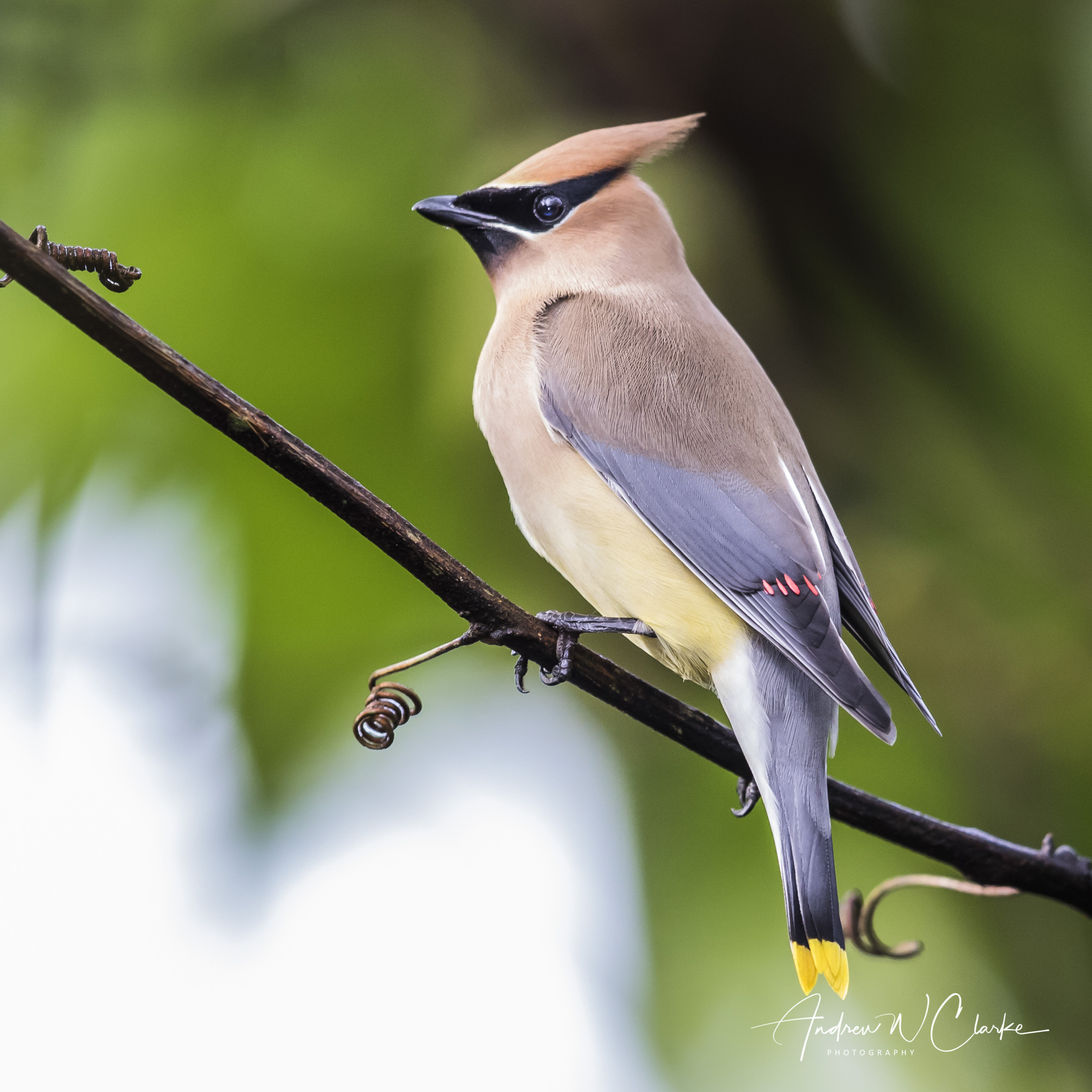 Cedar Waxwing