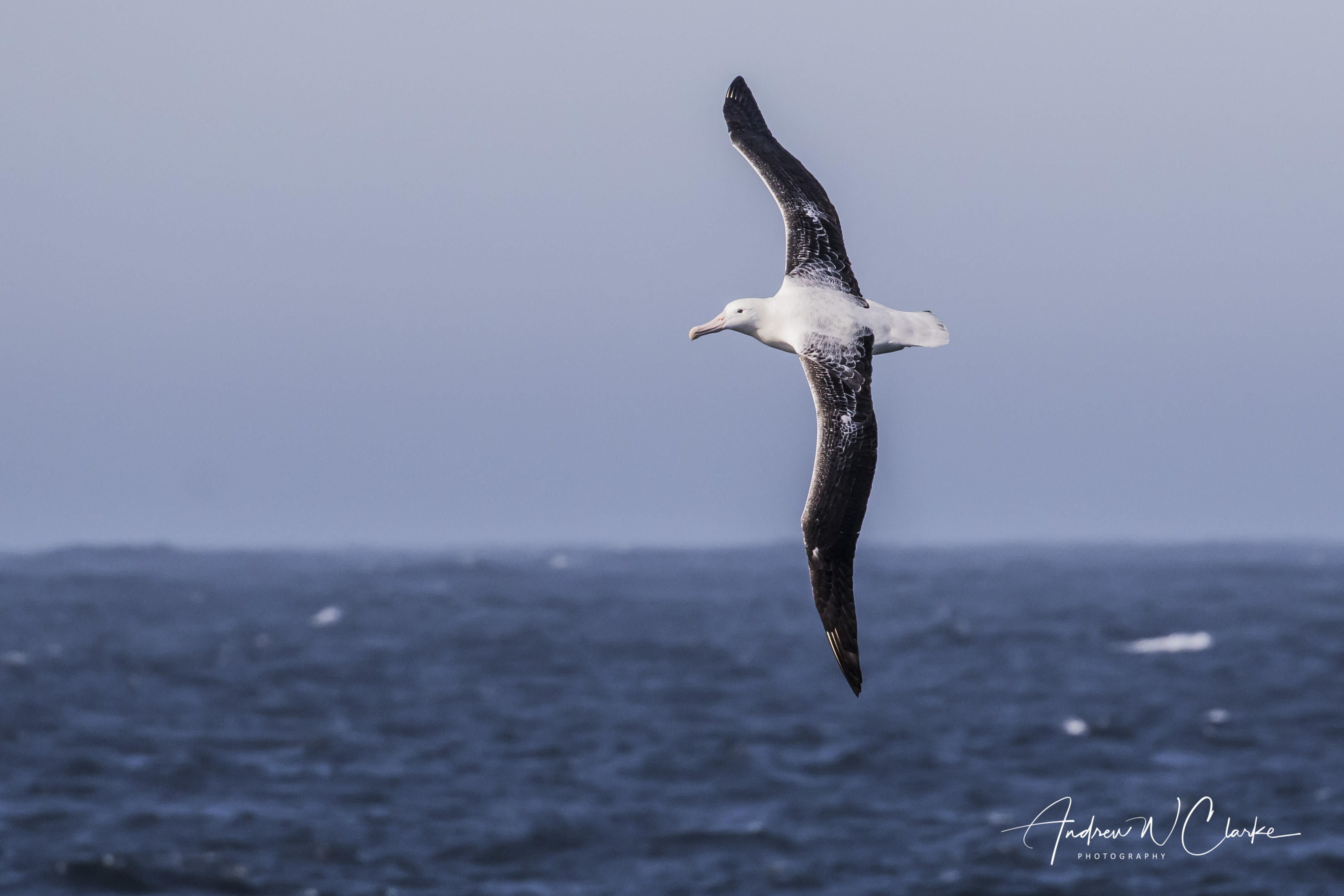 (Southern) Royal Albatross