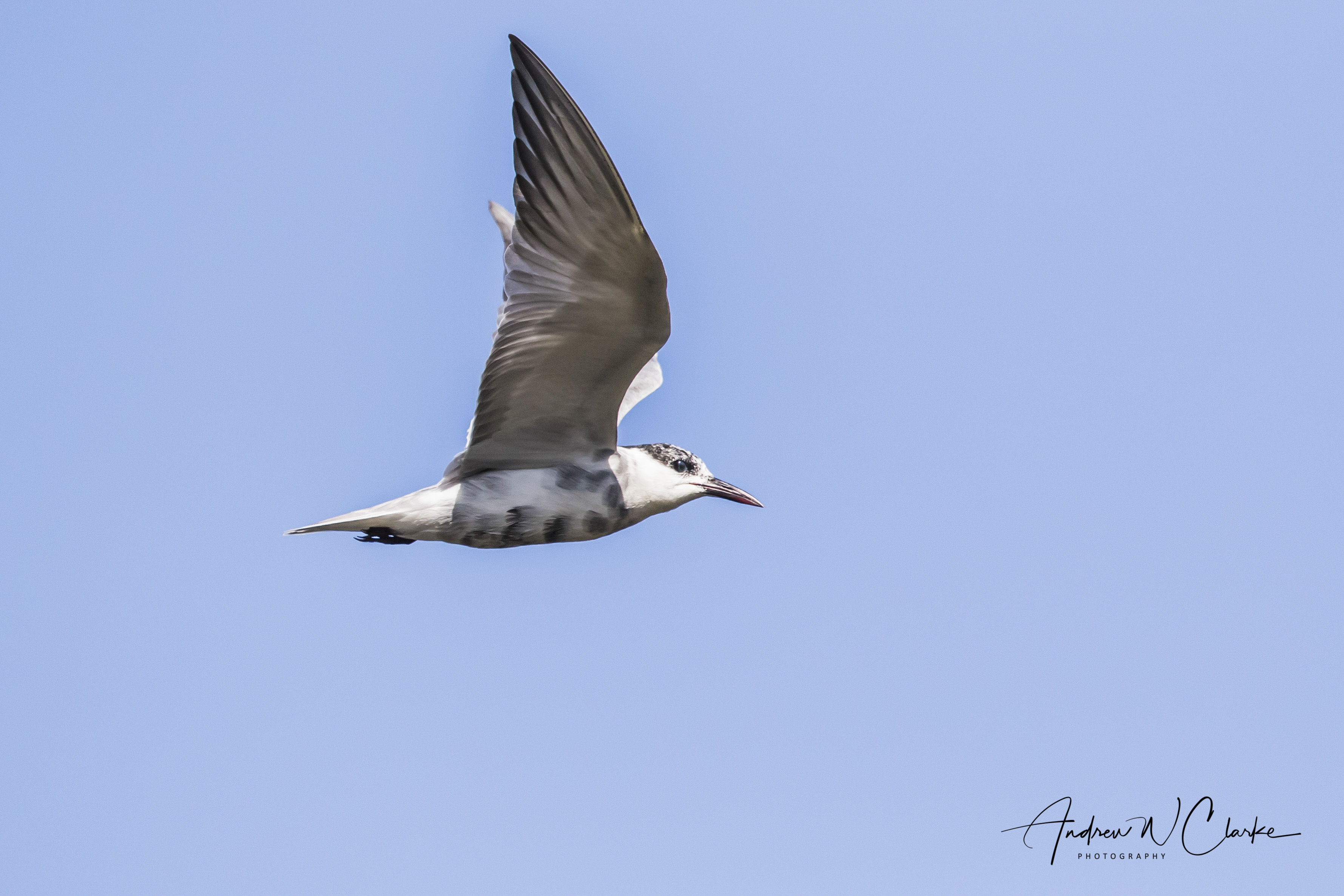 Whiskered Tern