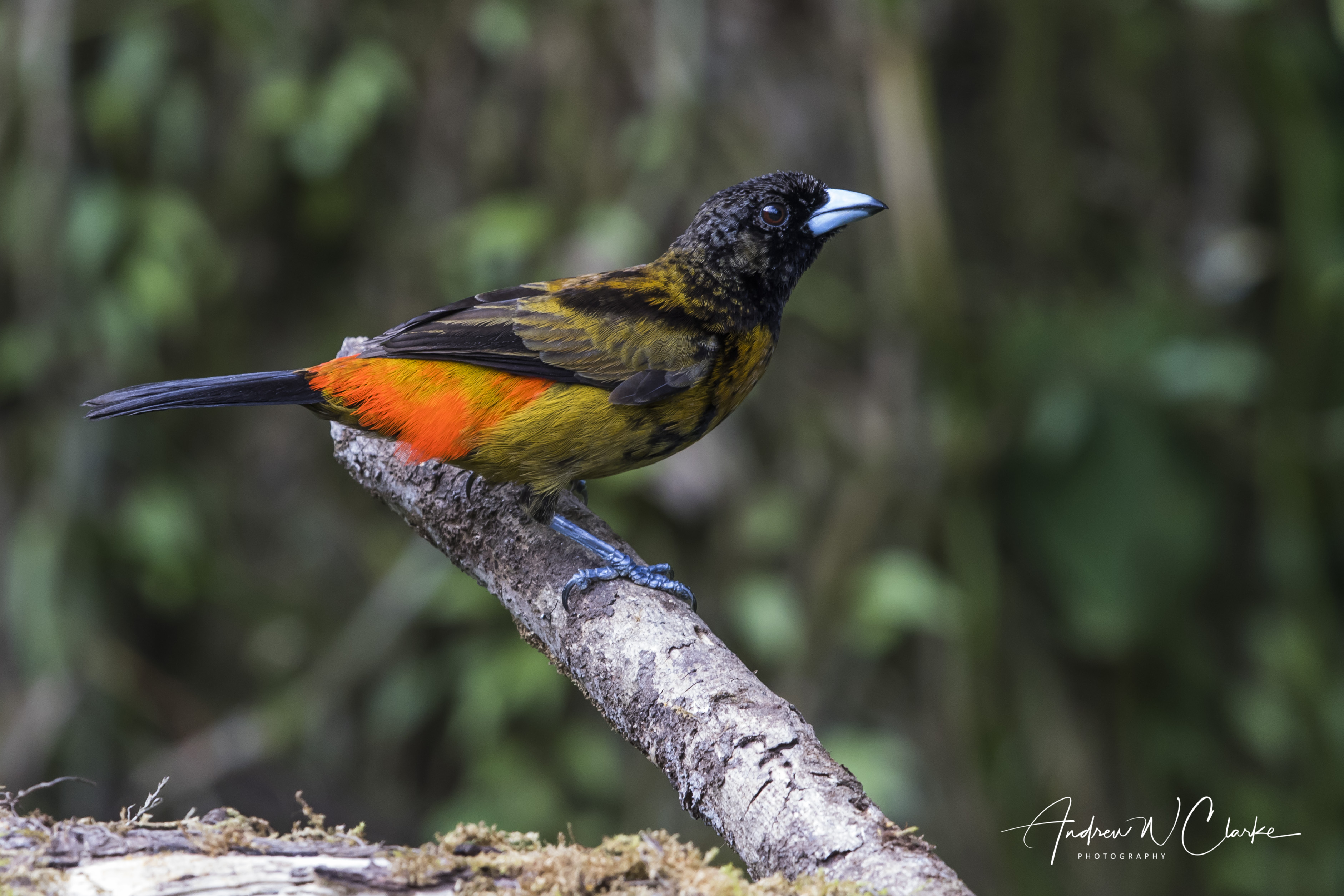 Scarlet-rumped (Passerini's) Tanager