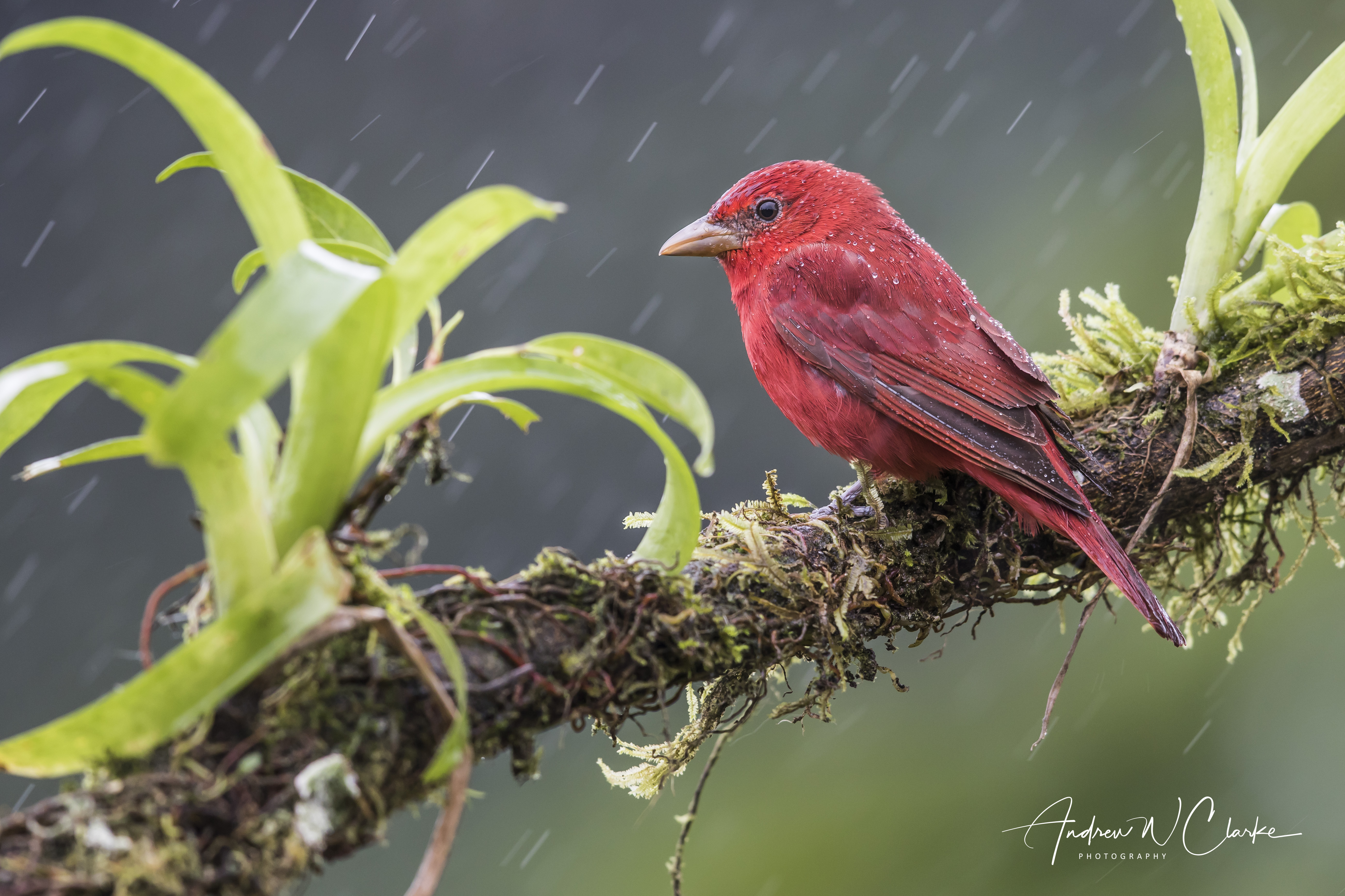 Summer Tanager