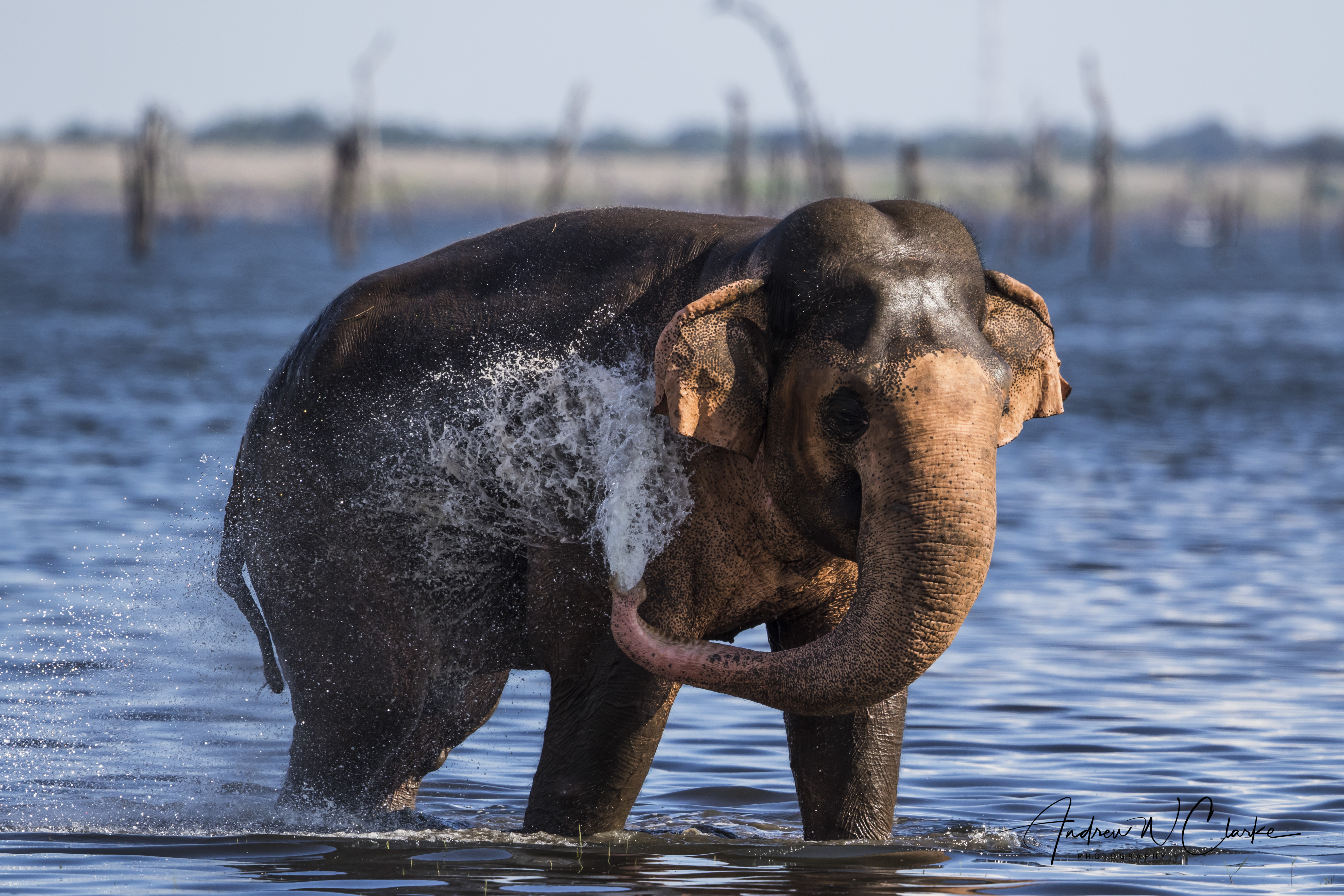 Asian Elephant