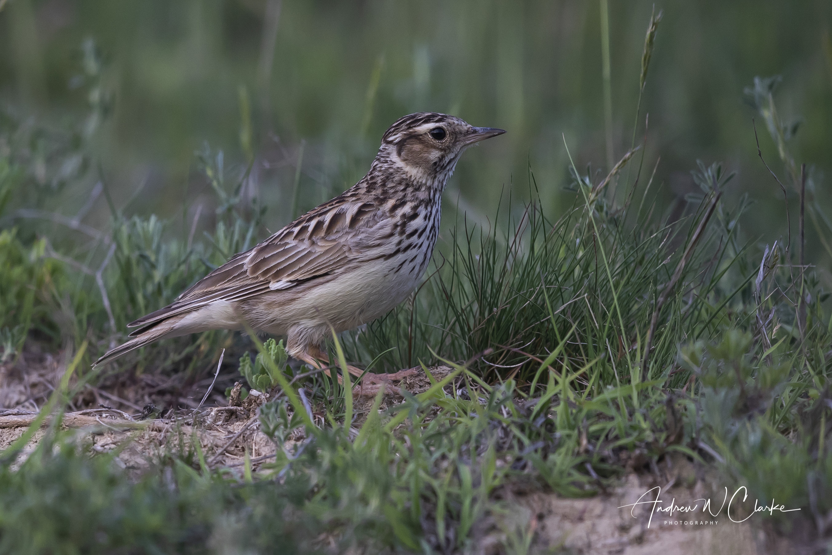 Wood Lark