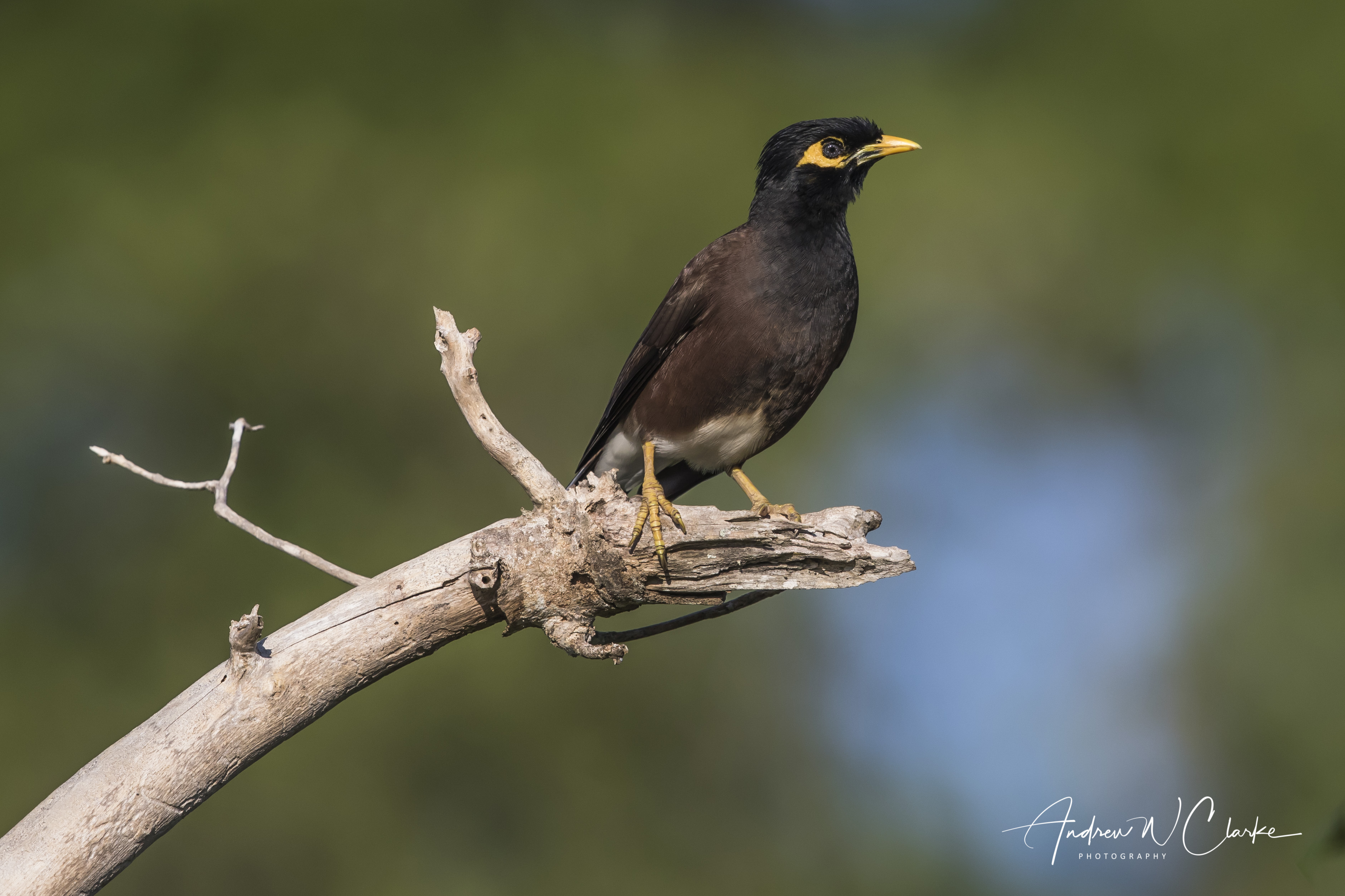 Common Myna