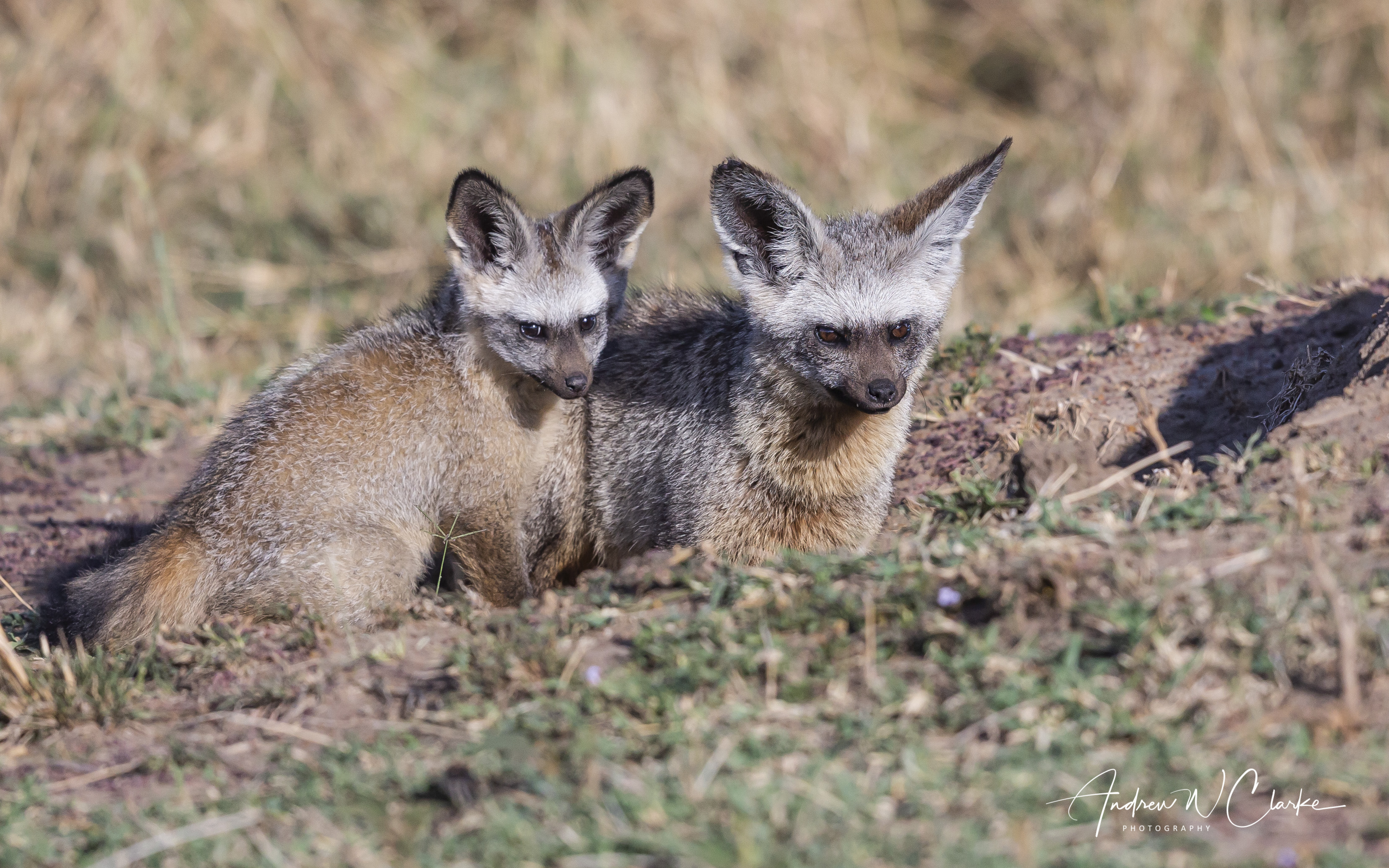 Bat-eared Fox