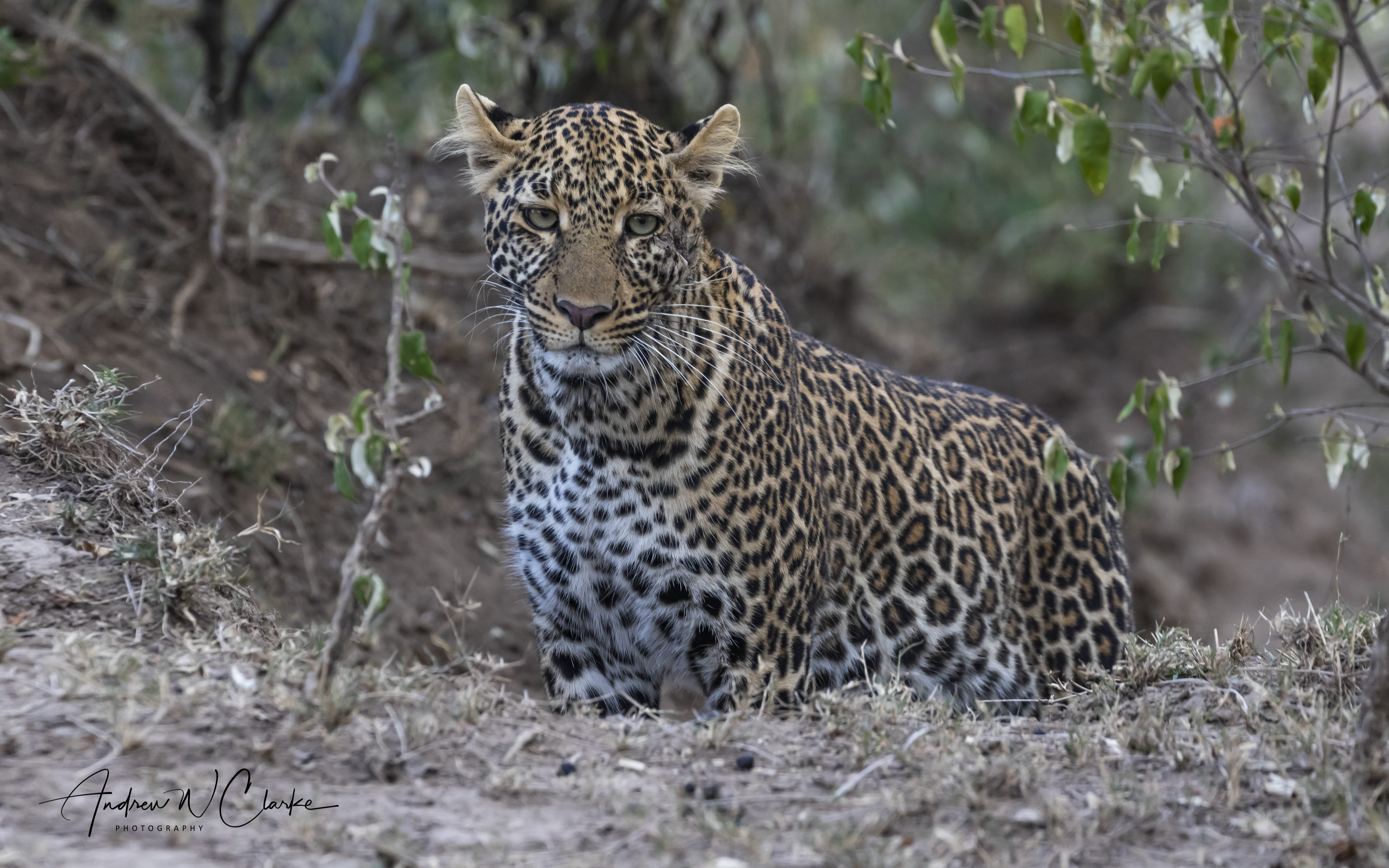 Leopard