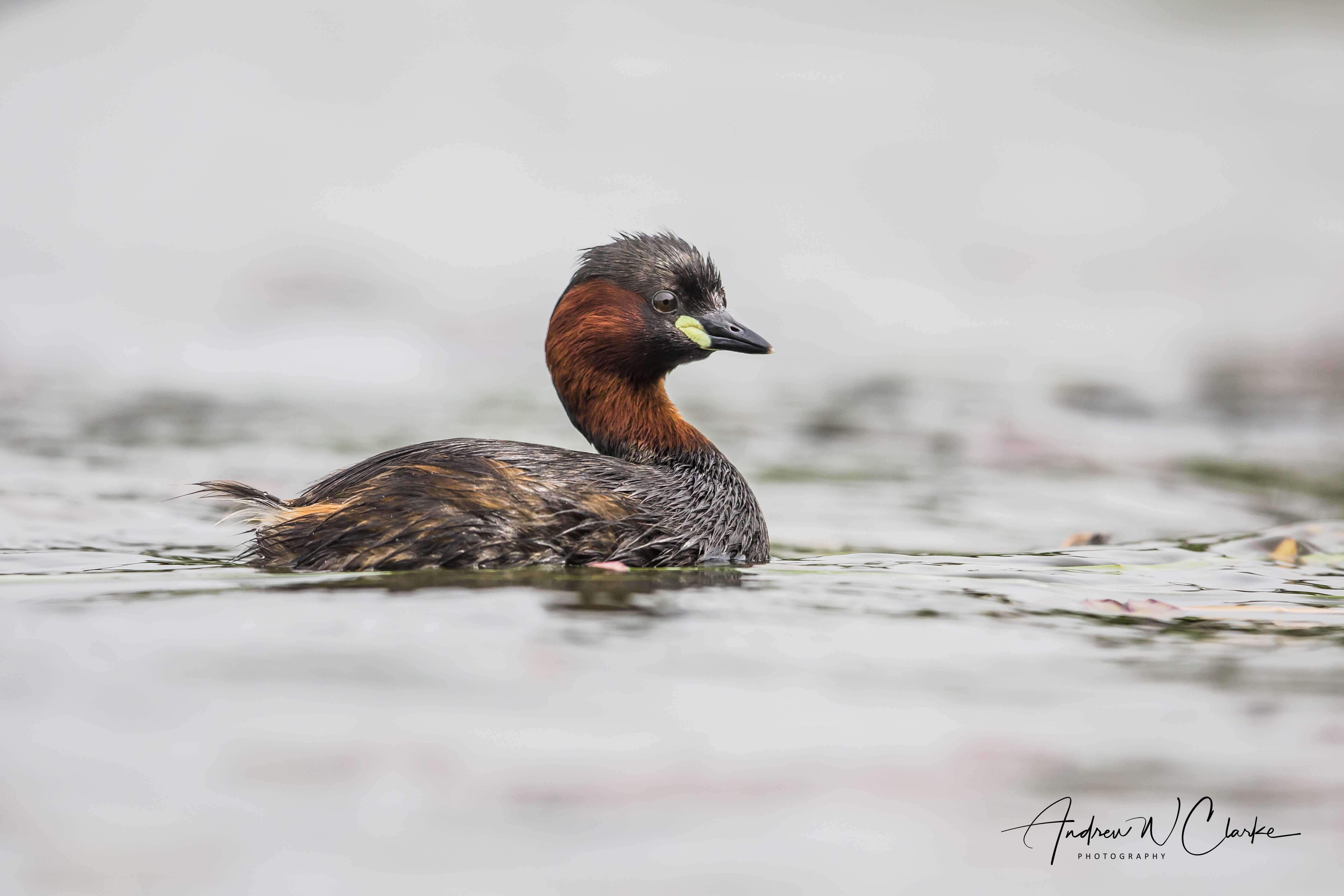 Little Grebe