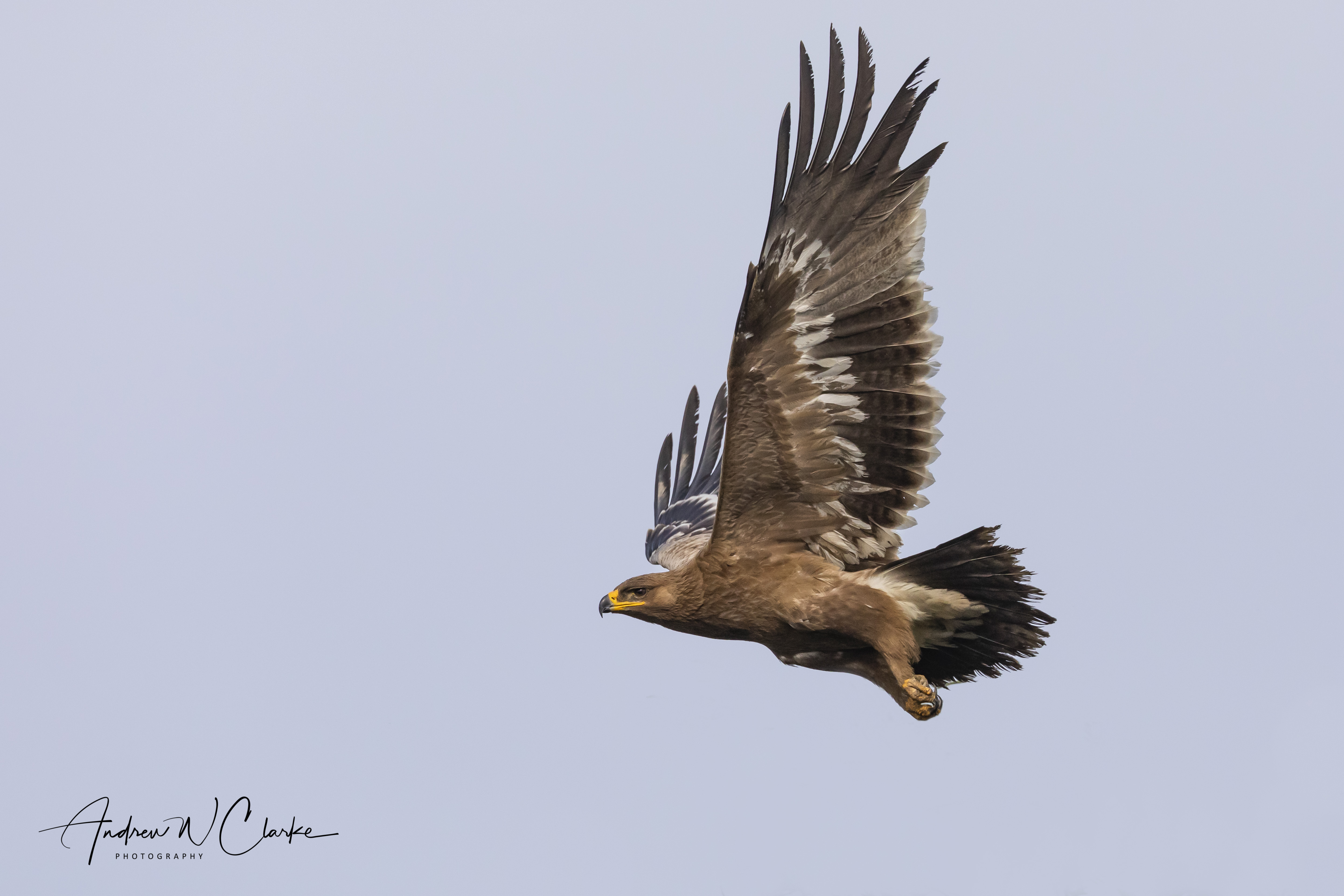 Steppe Eagle