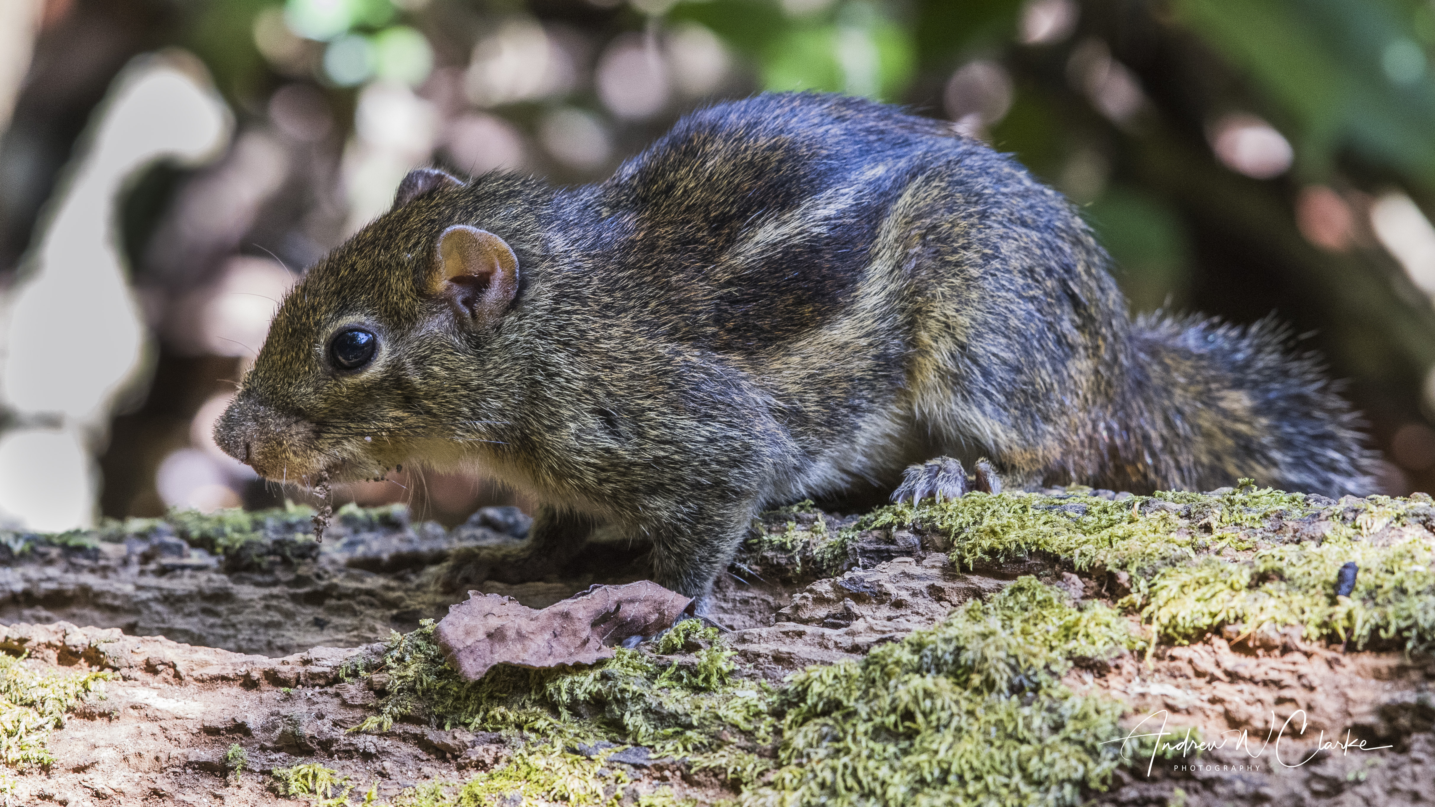 Indochinese Ground Squirrel