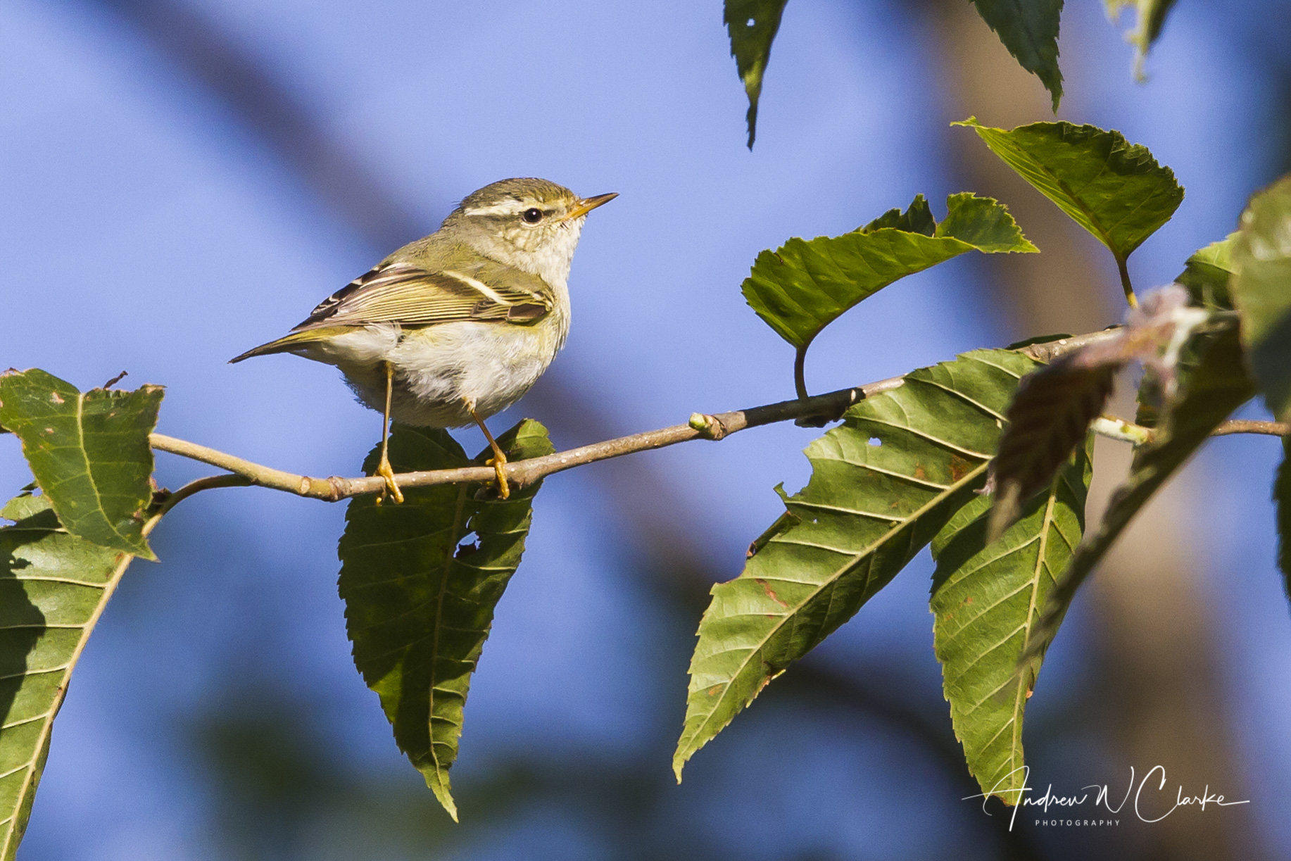 Hume's Warbler